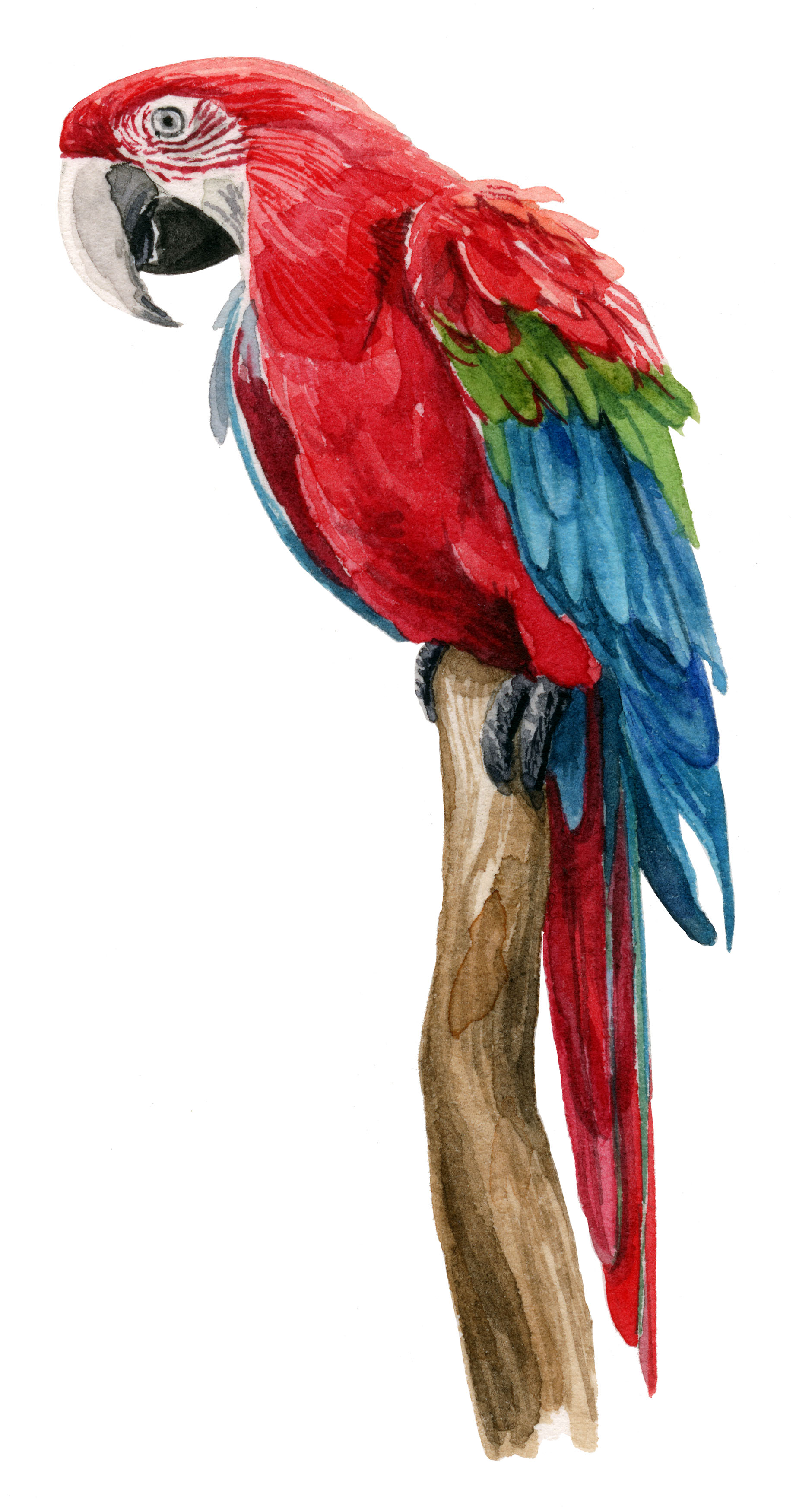 macaw-web.jpg