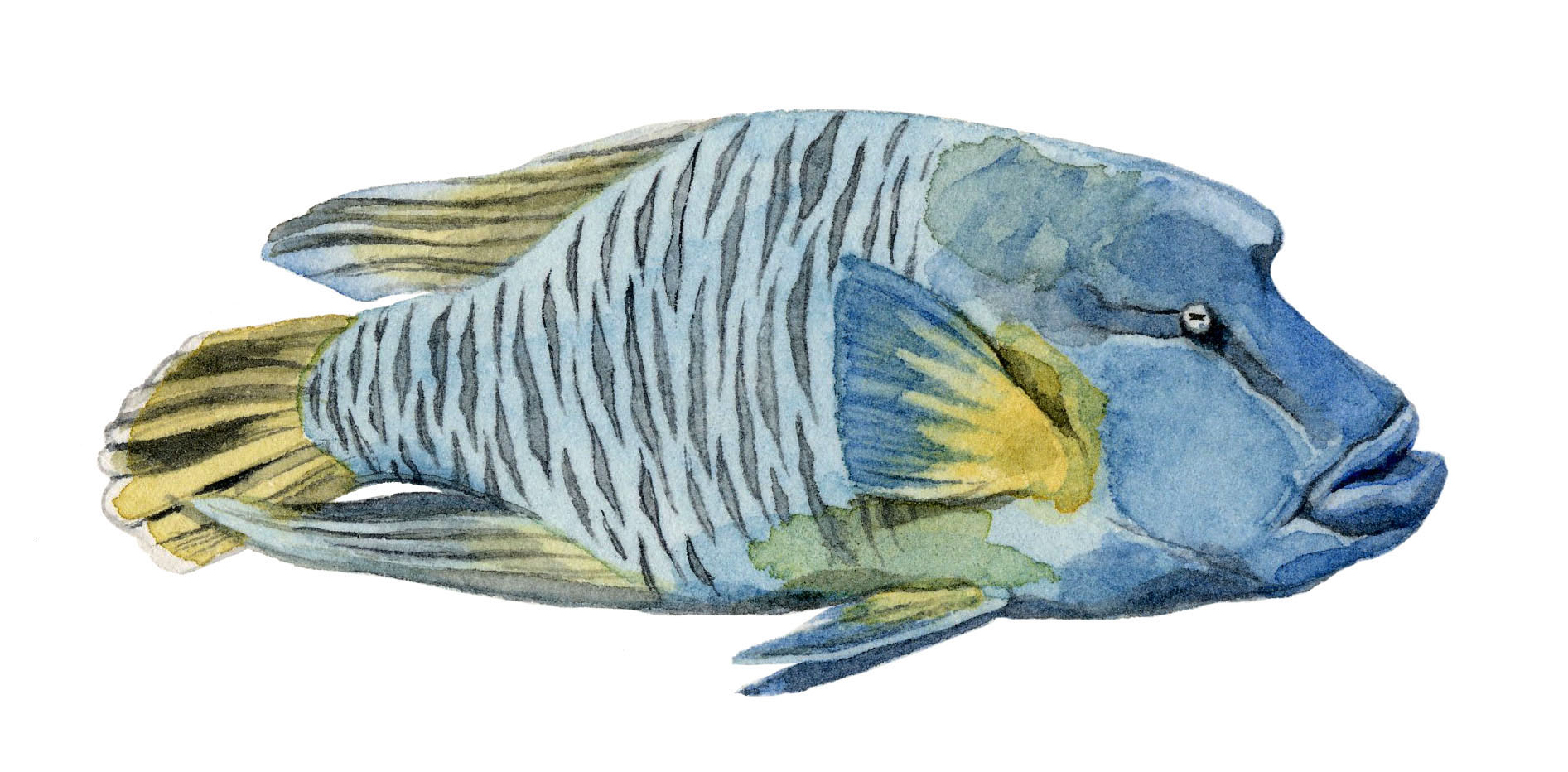 napolean-wrasse-lrg.jpg