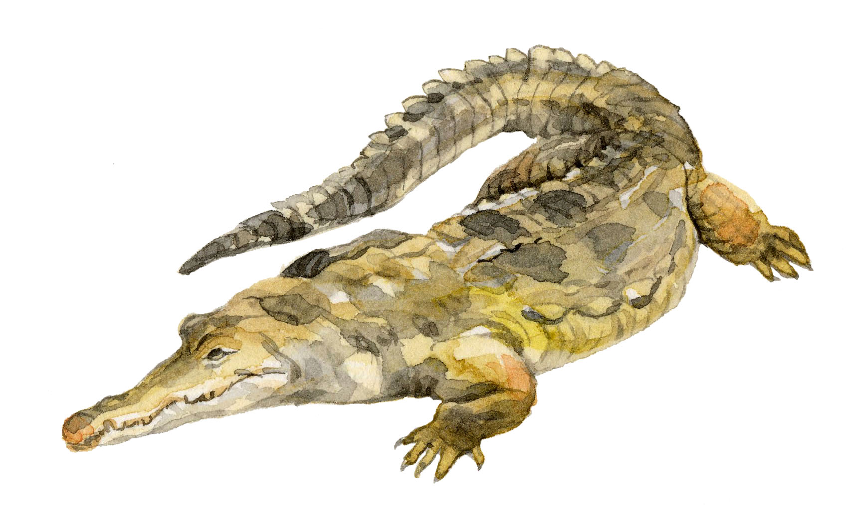 orinoco-crocodile-lrg.jpg