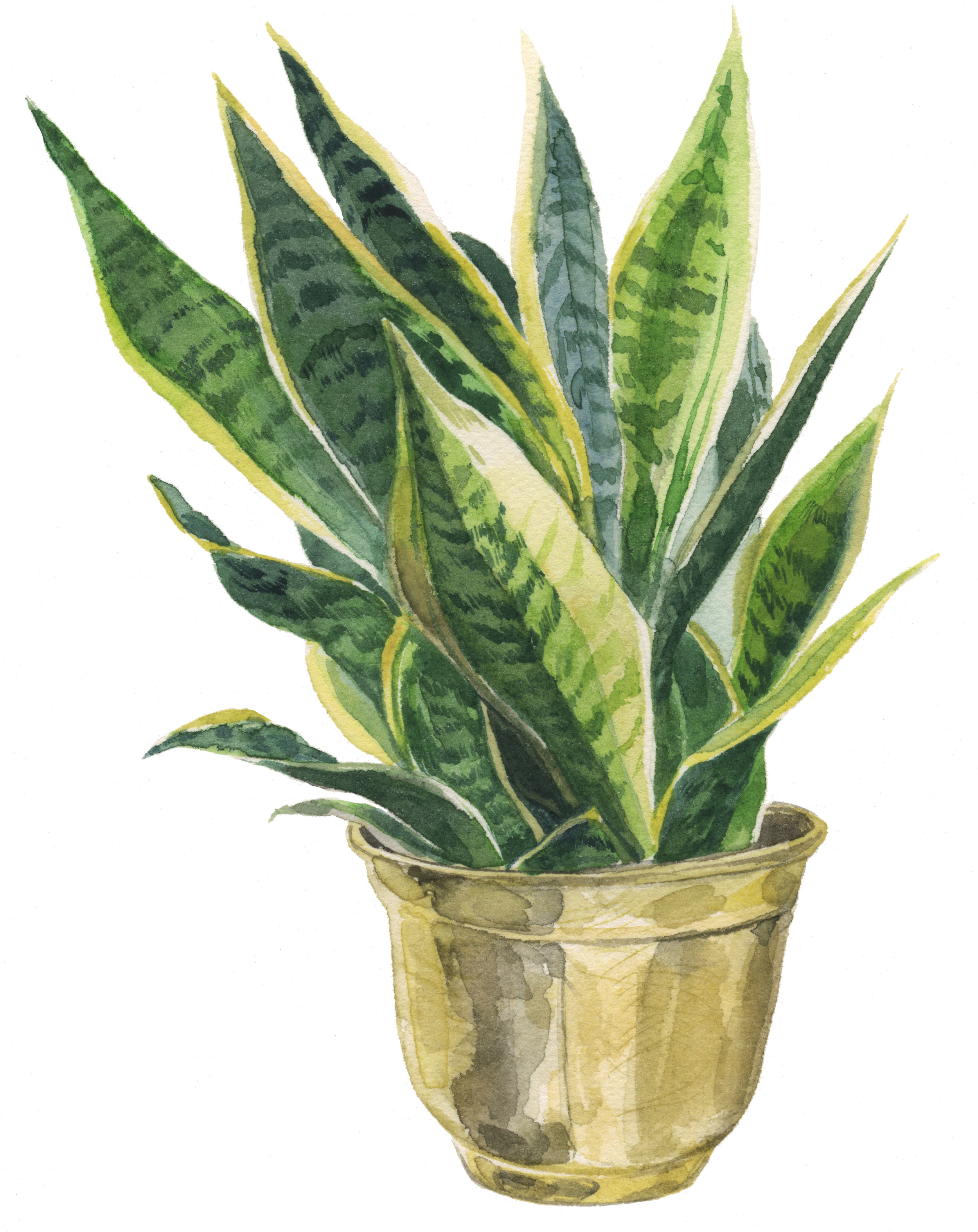 sansevieria-lrg.jpg