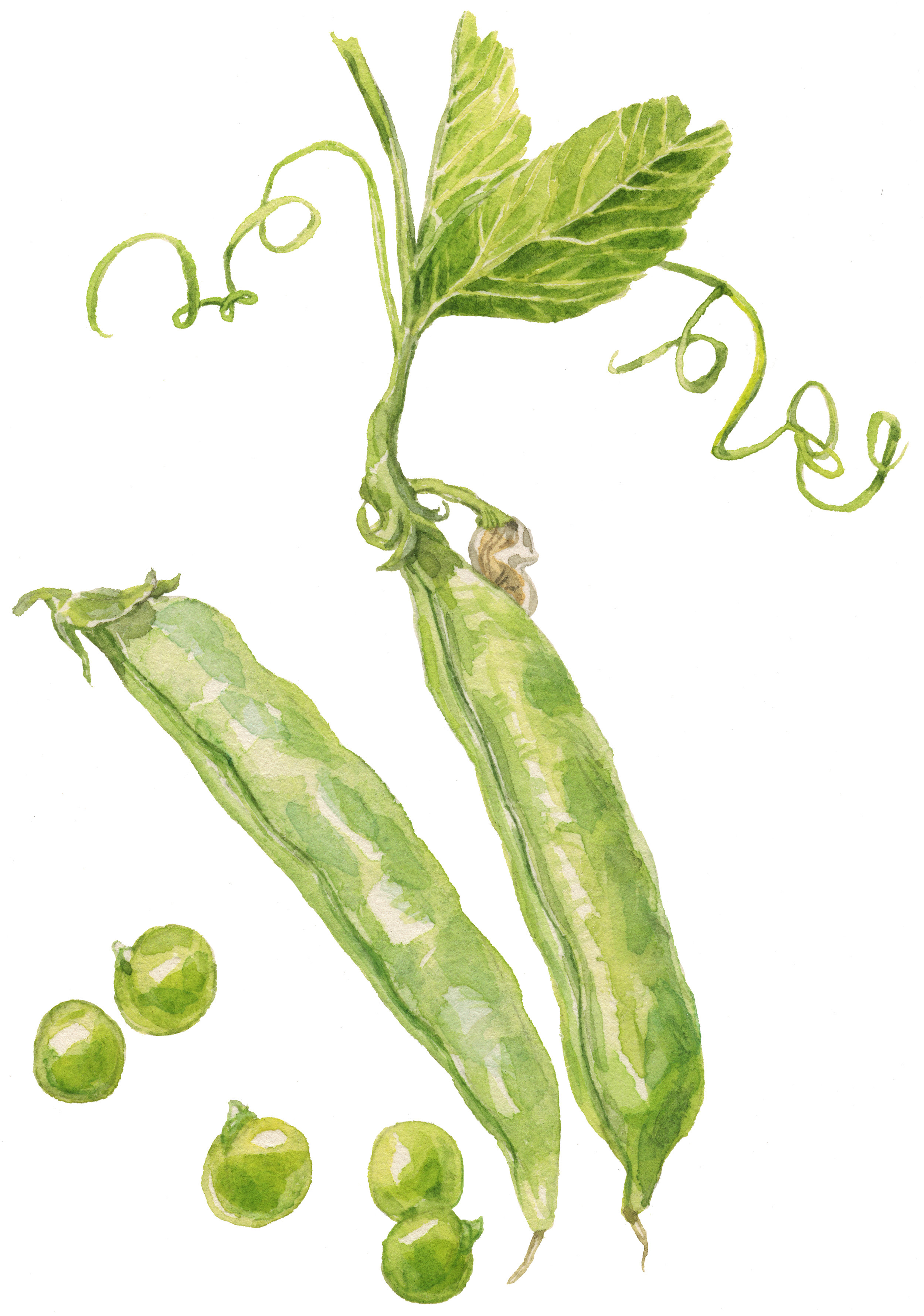 3-english-peas-lrg.jpg