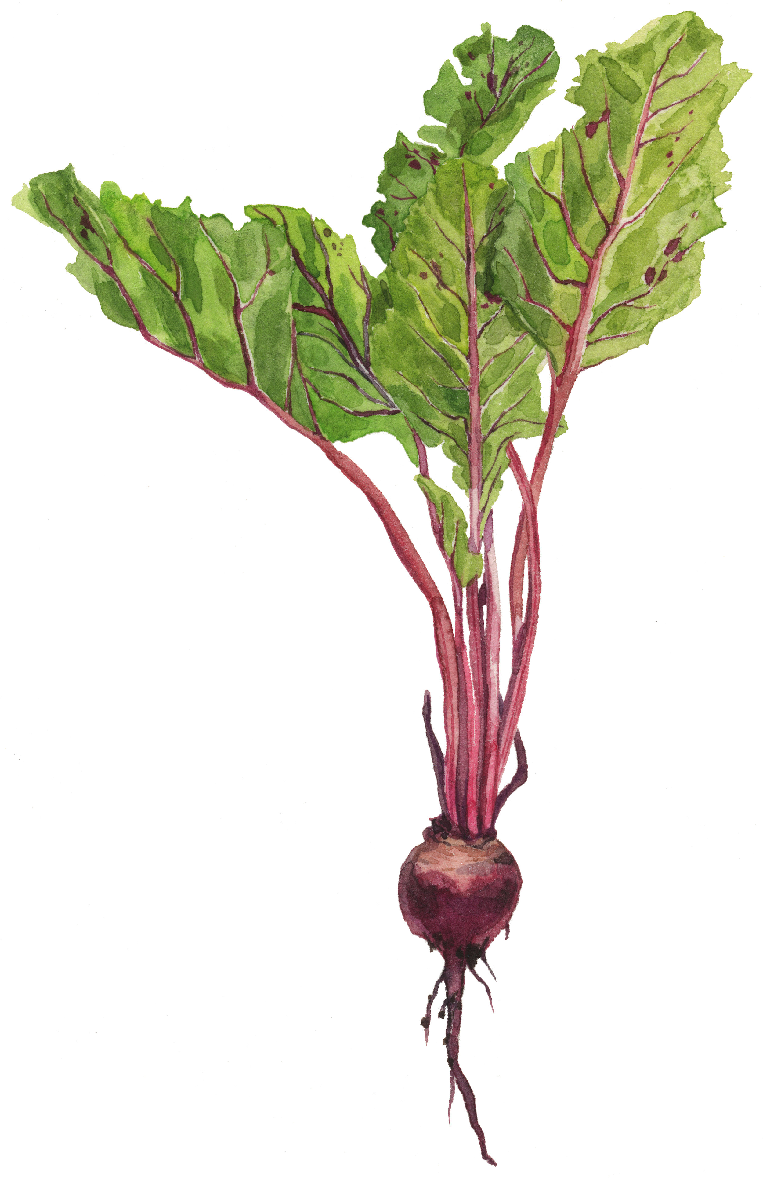 9-early-beets-lrg.jpg