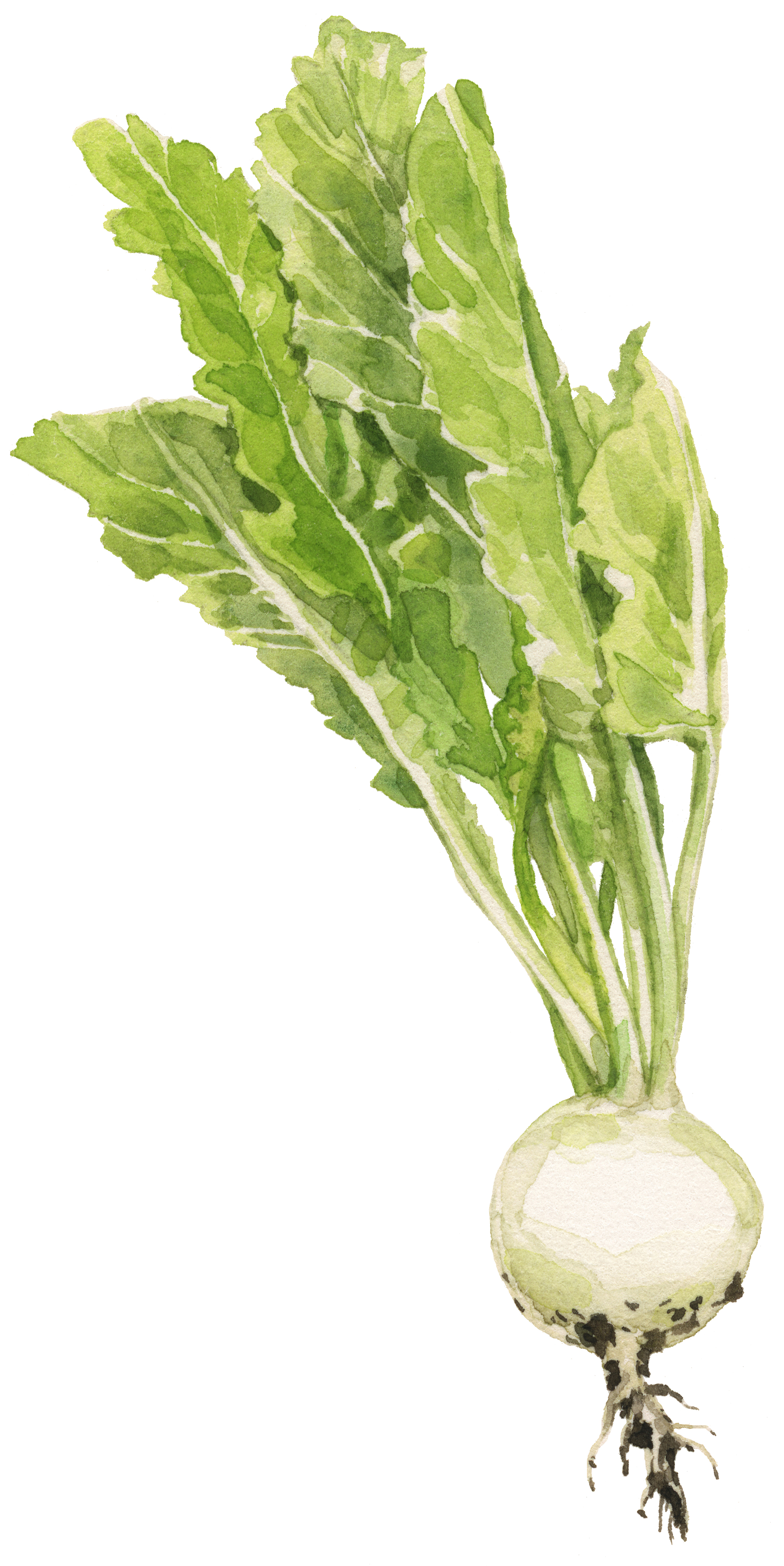 14-early-turnip-lrg.jpg