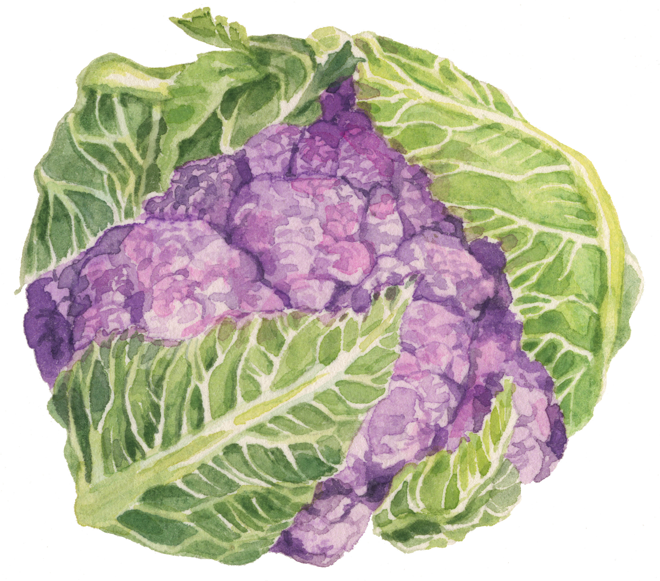 16-cauliflower-lrg.jpg