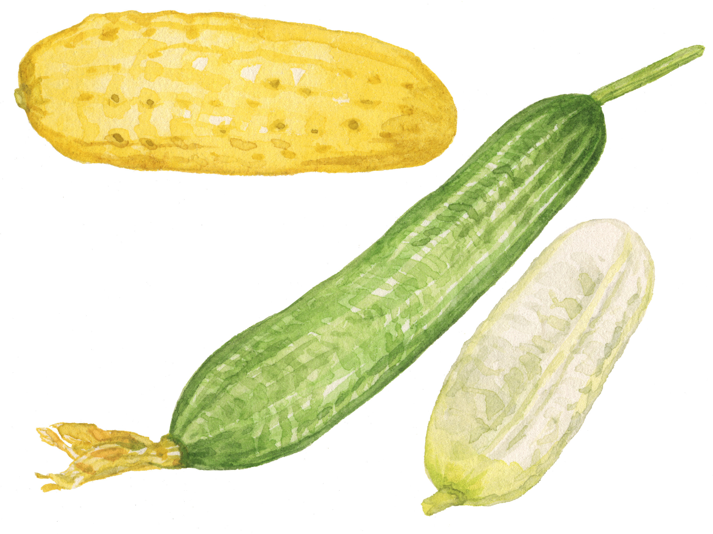 17-cucumbers-lrg.jpg