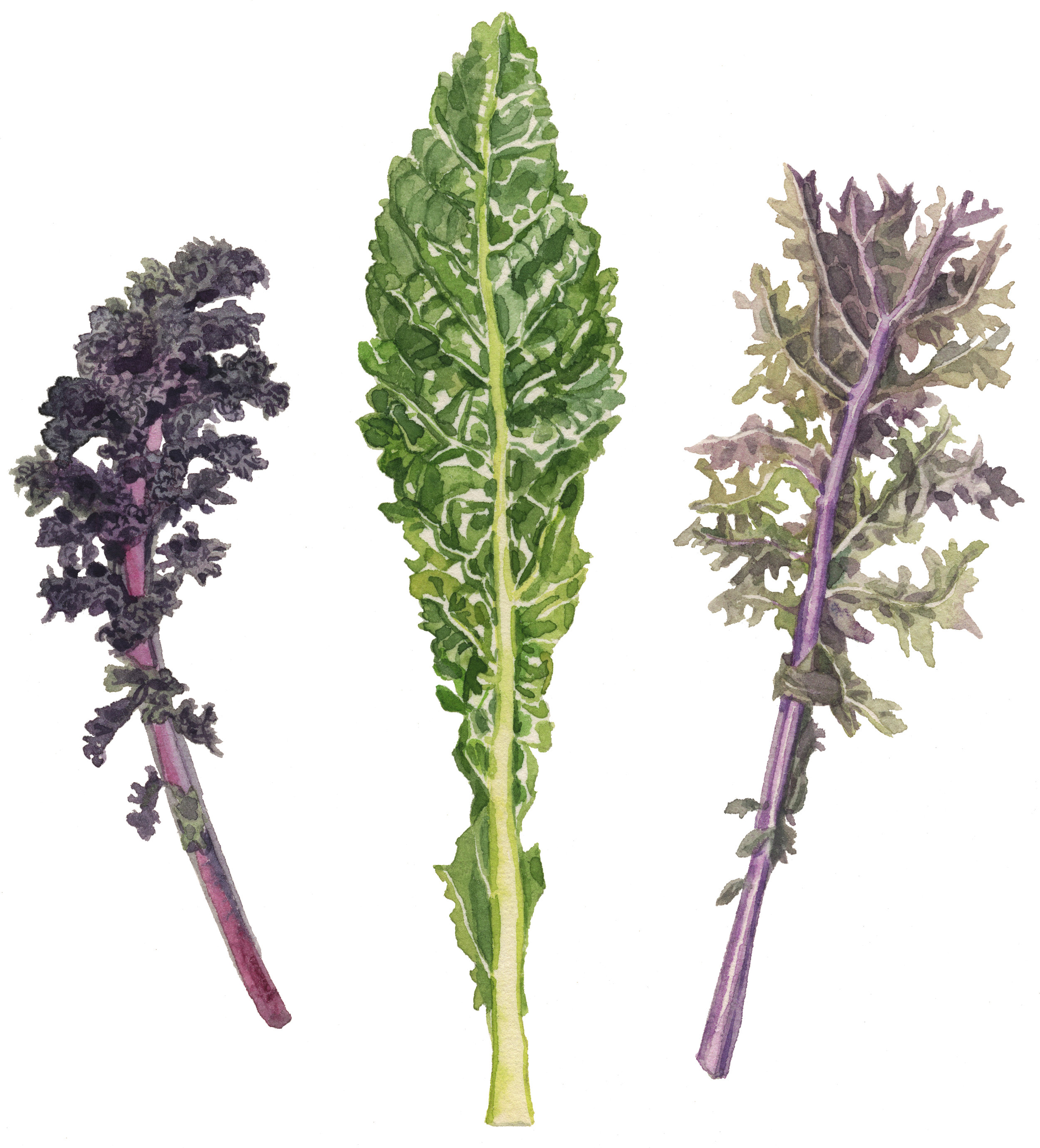 30-kale-lrg.jpg