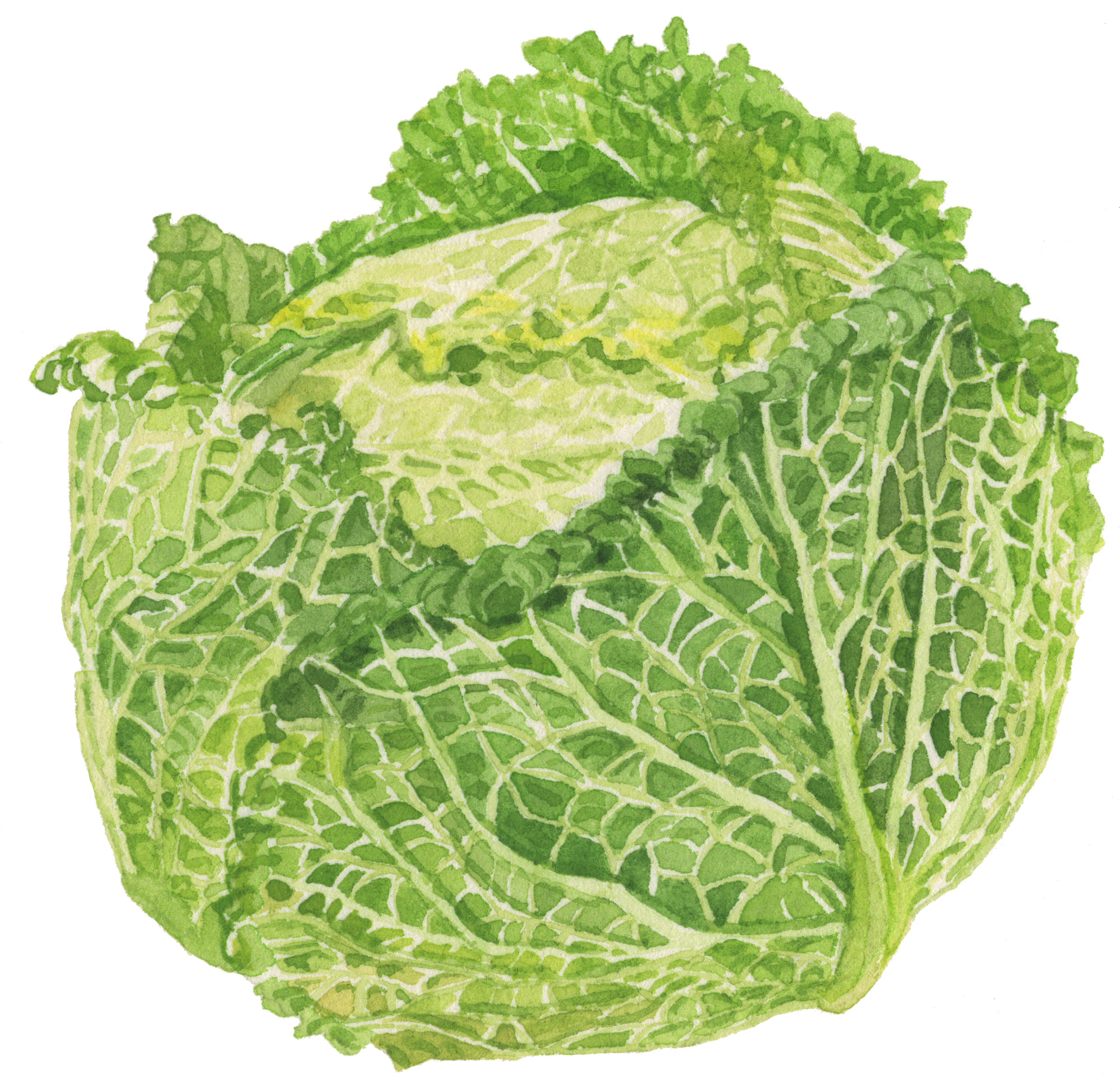 32-cabbage-lrg.jpg