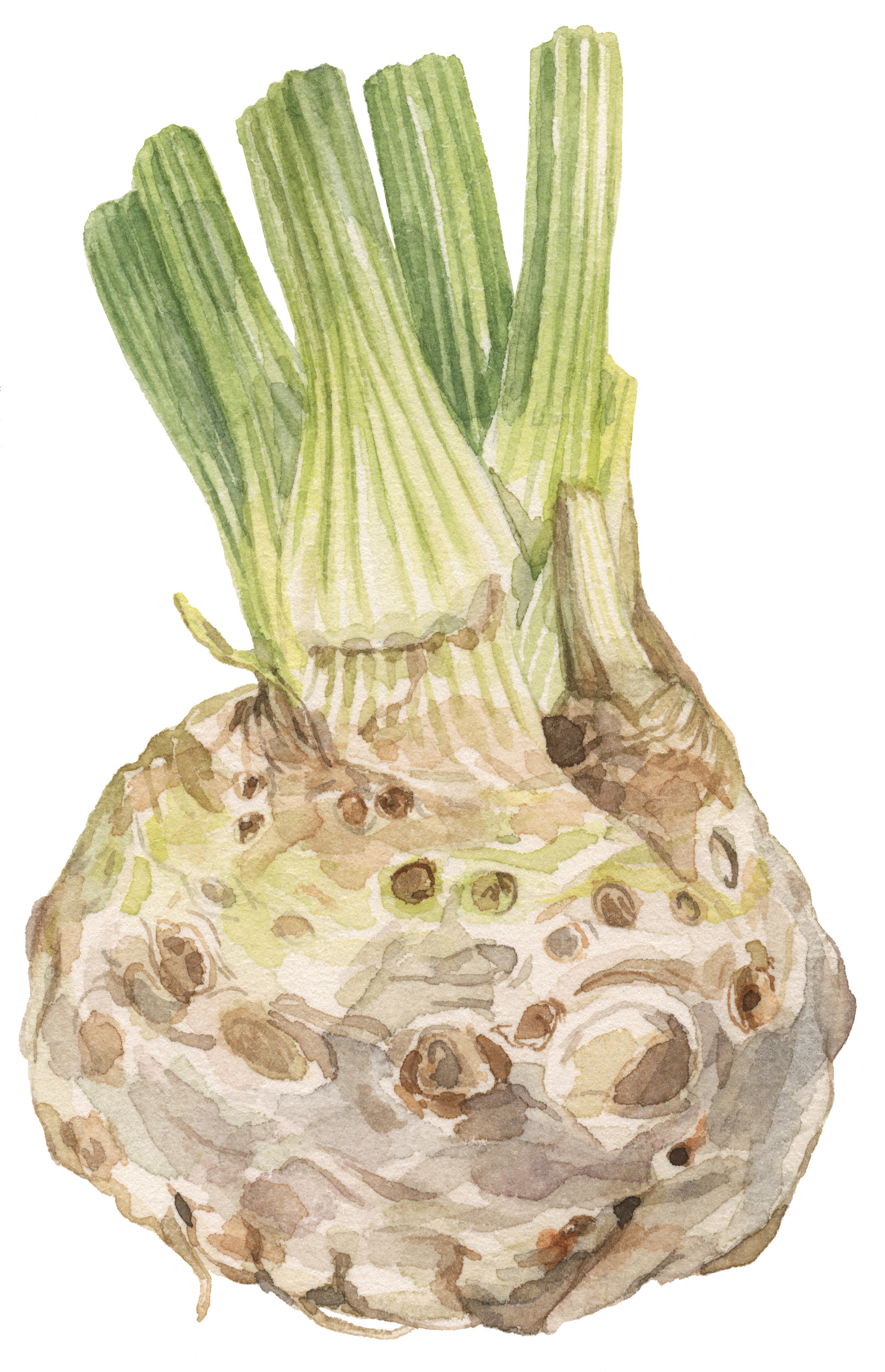 33-celery-root-lrg.jpg