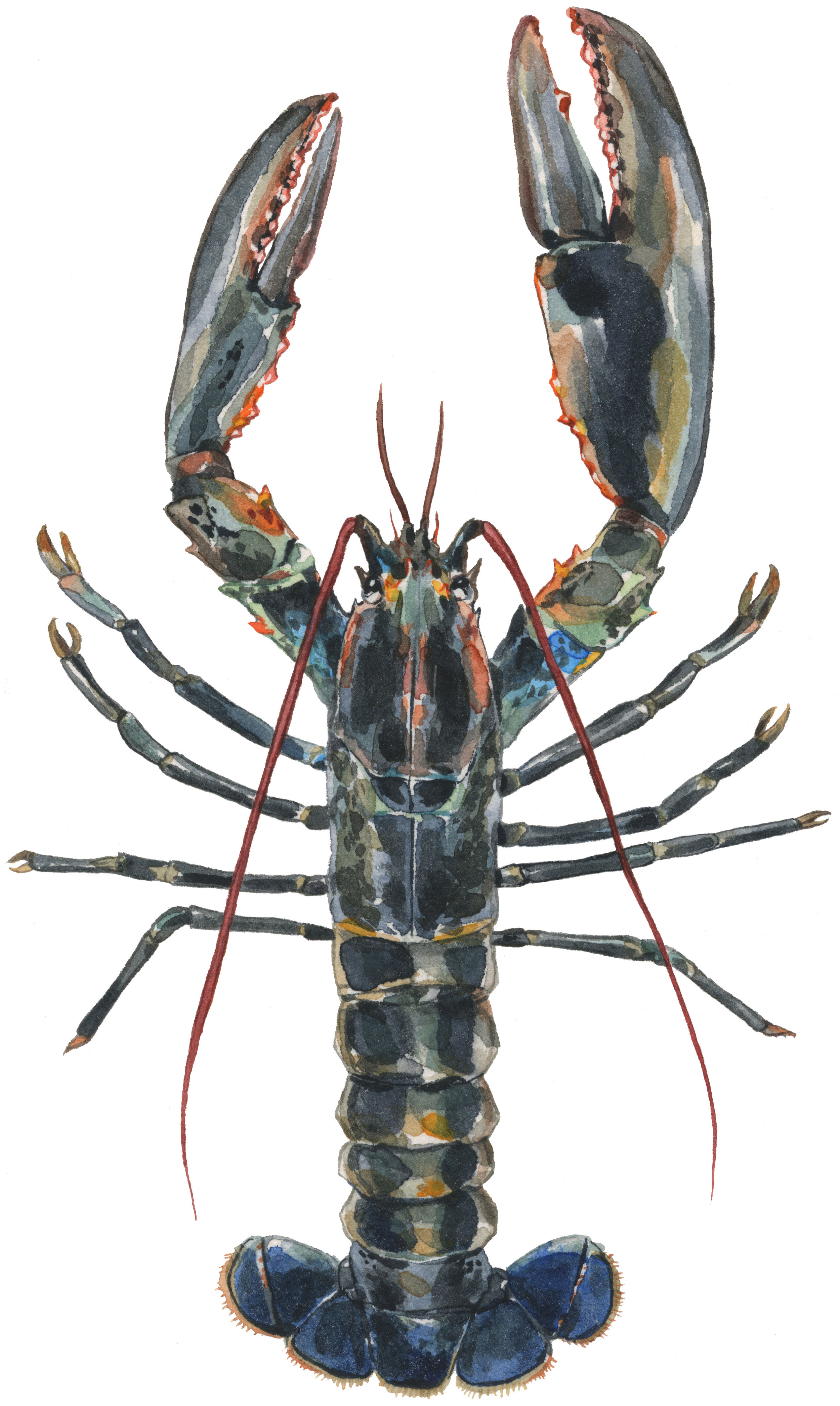 lobster-web.jpg