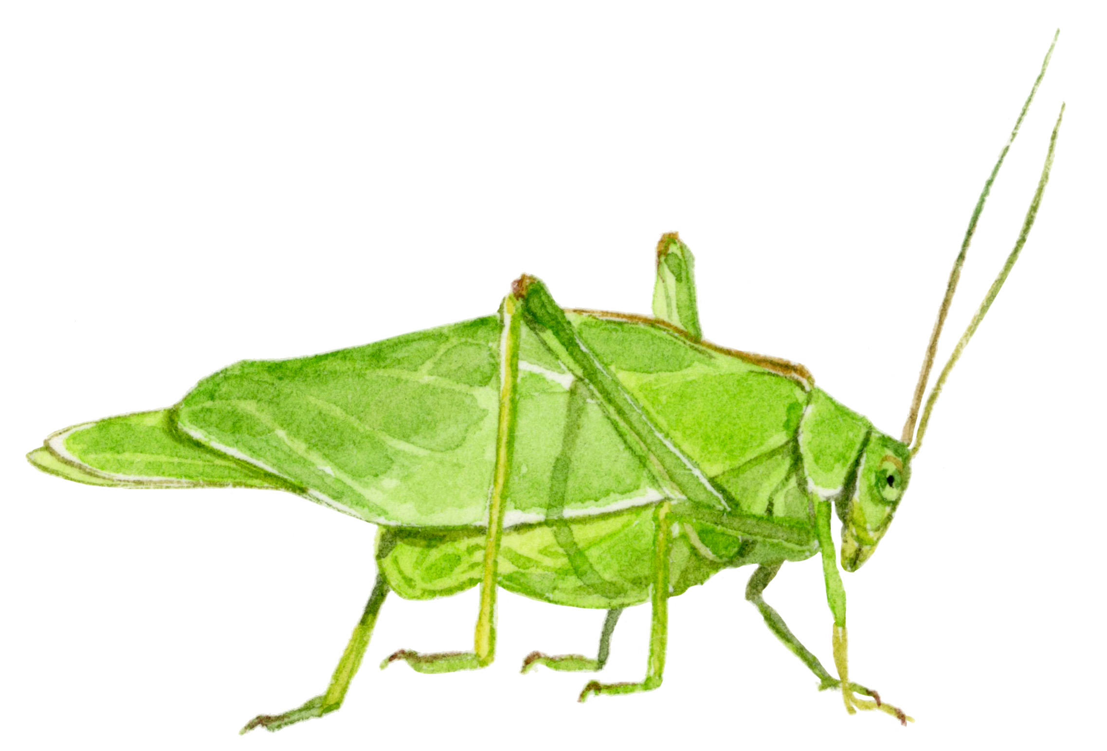 katydid-lrg.jpg