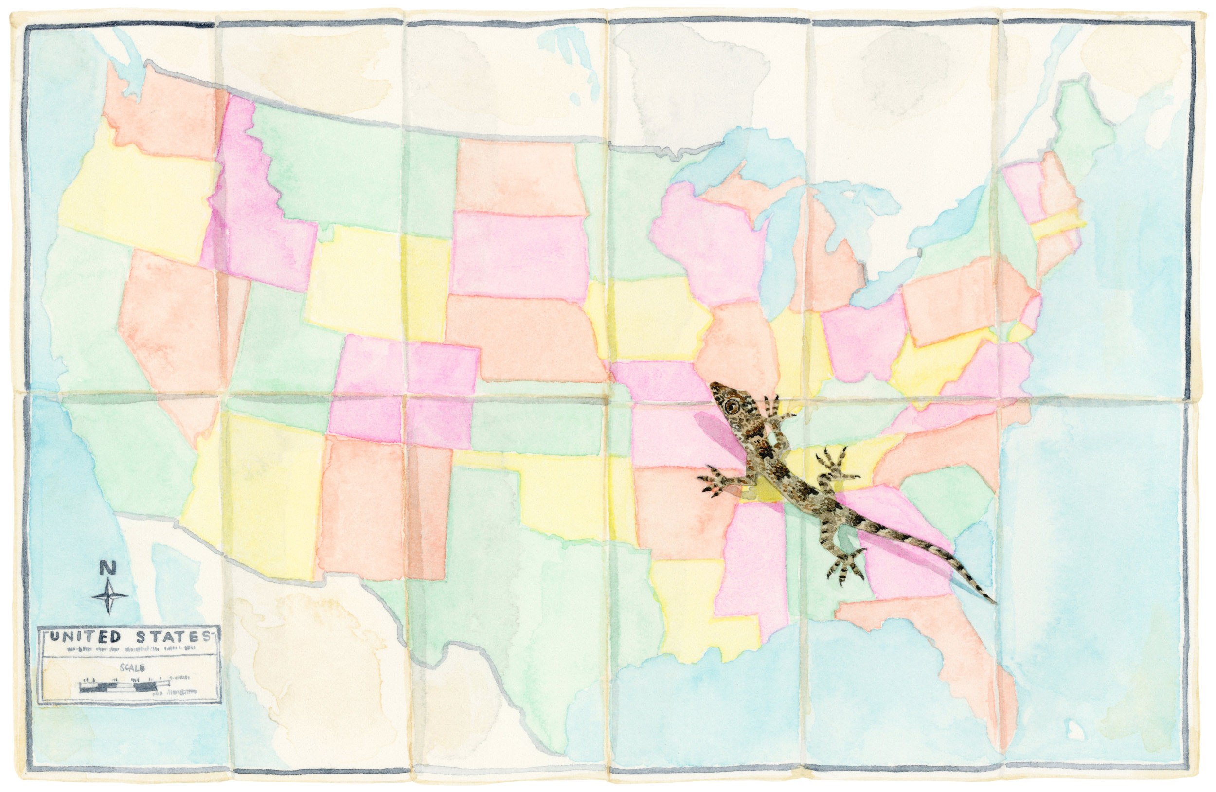 map-states-lizard-lrg.jpg