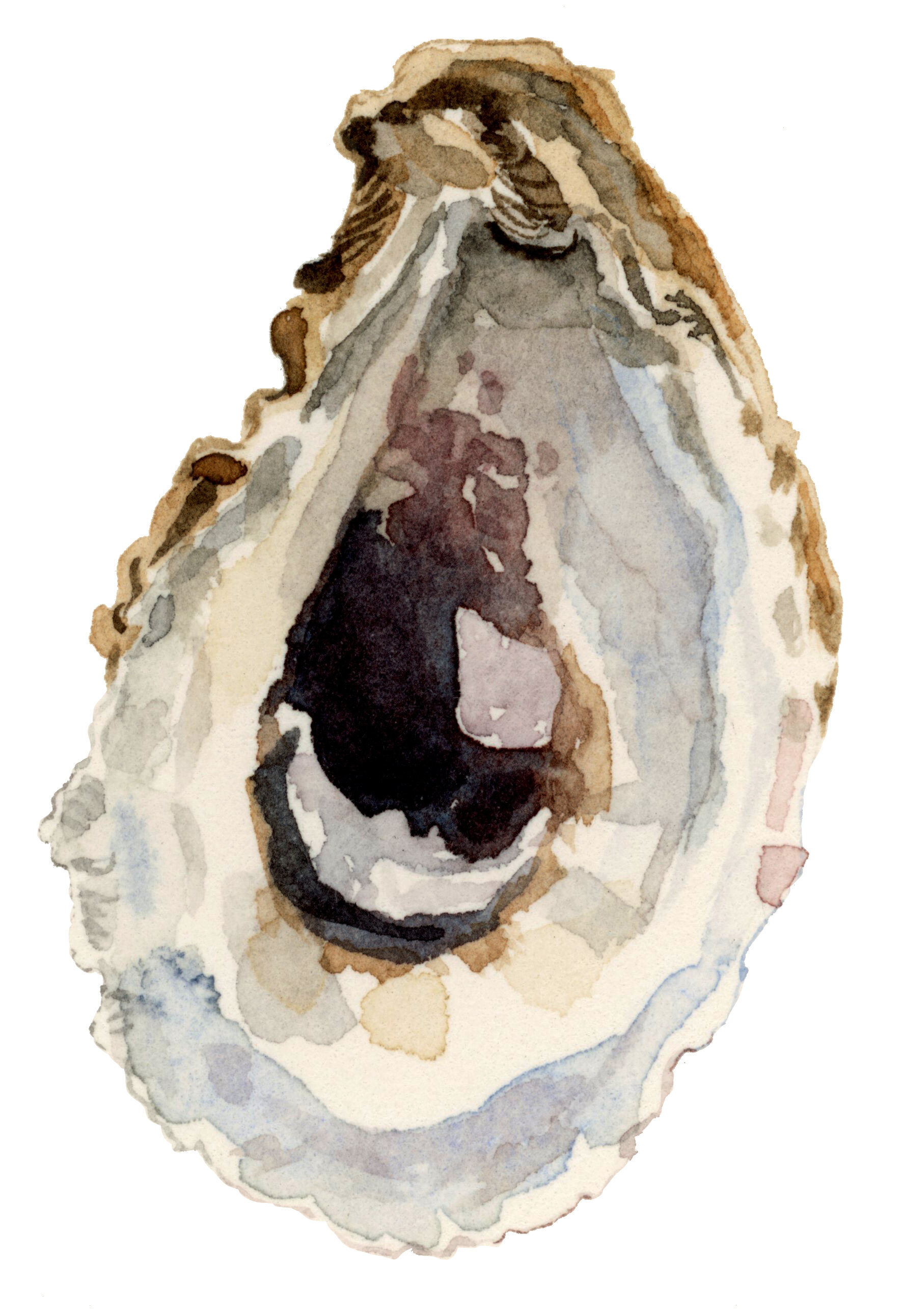 33-oyster-lrg.jpg