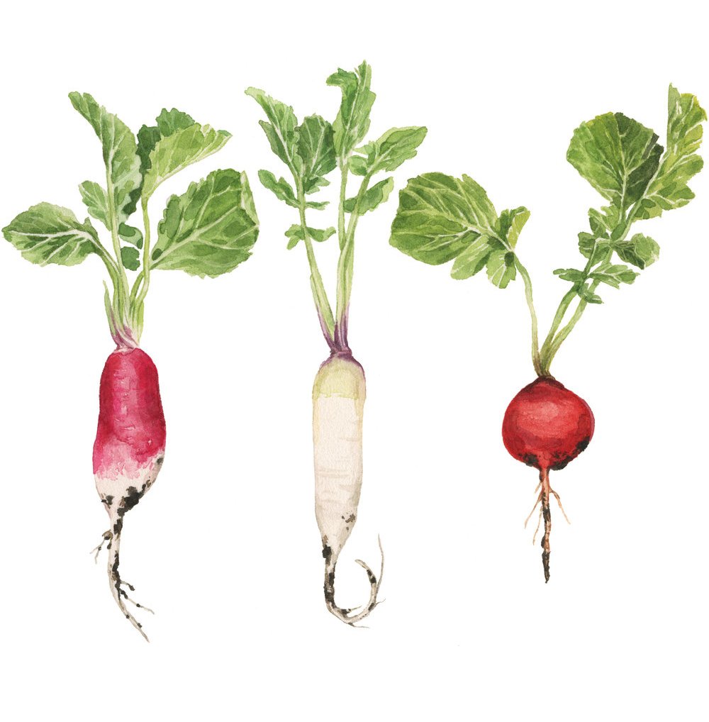 7-radishes-lrg.jpg