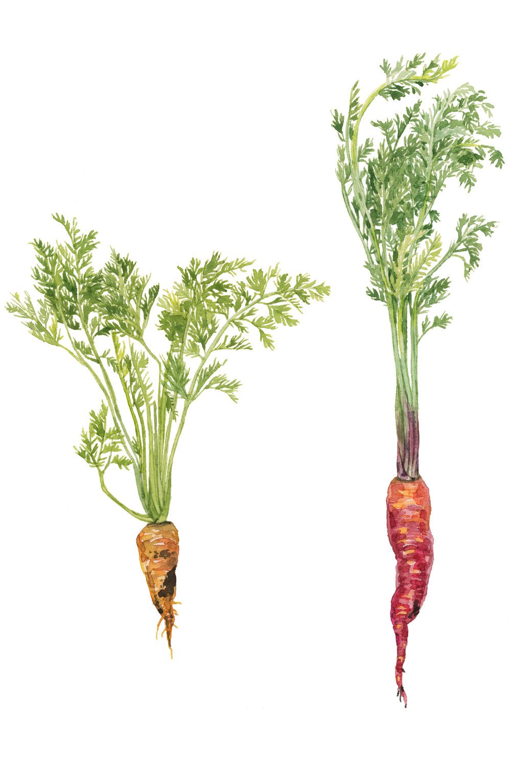 10-carrots-lrg.jpg