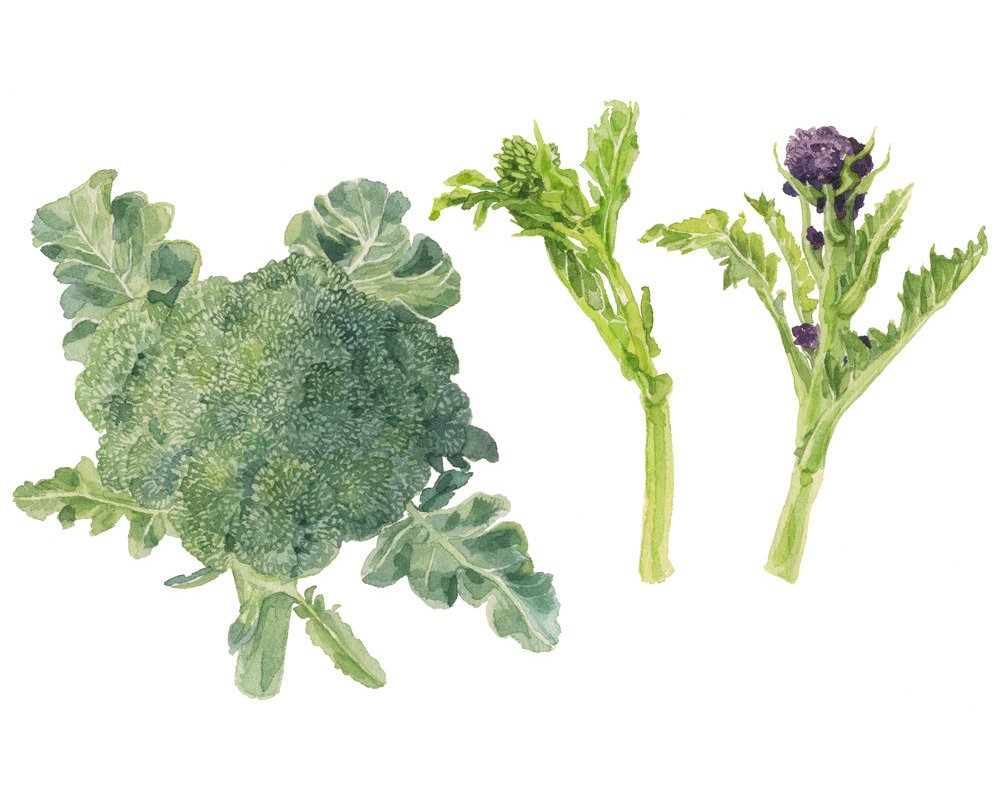 15-broccoli-lrg.jpg