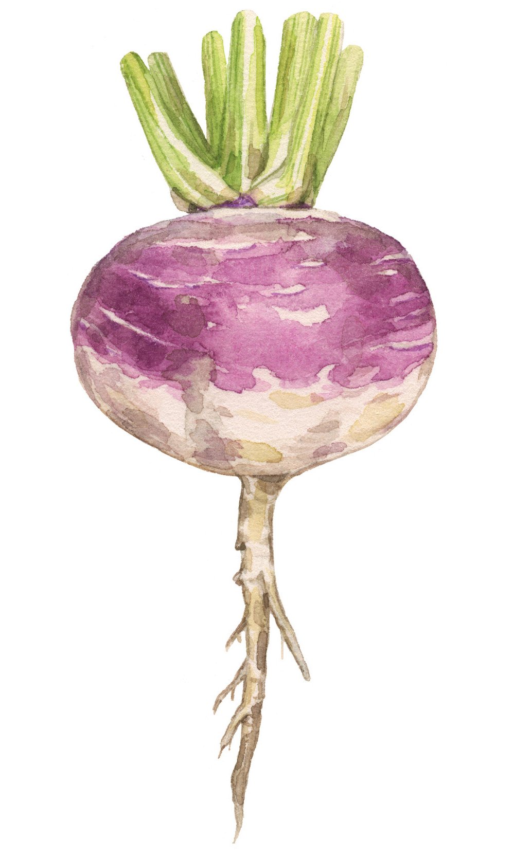 39-late-turnip-lrg.jpg