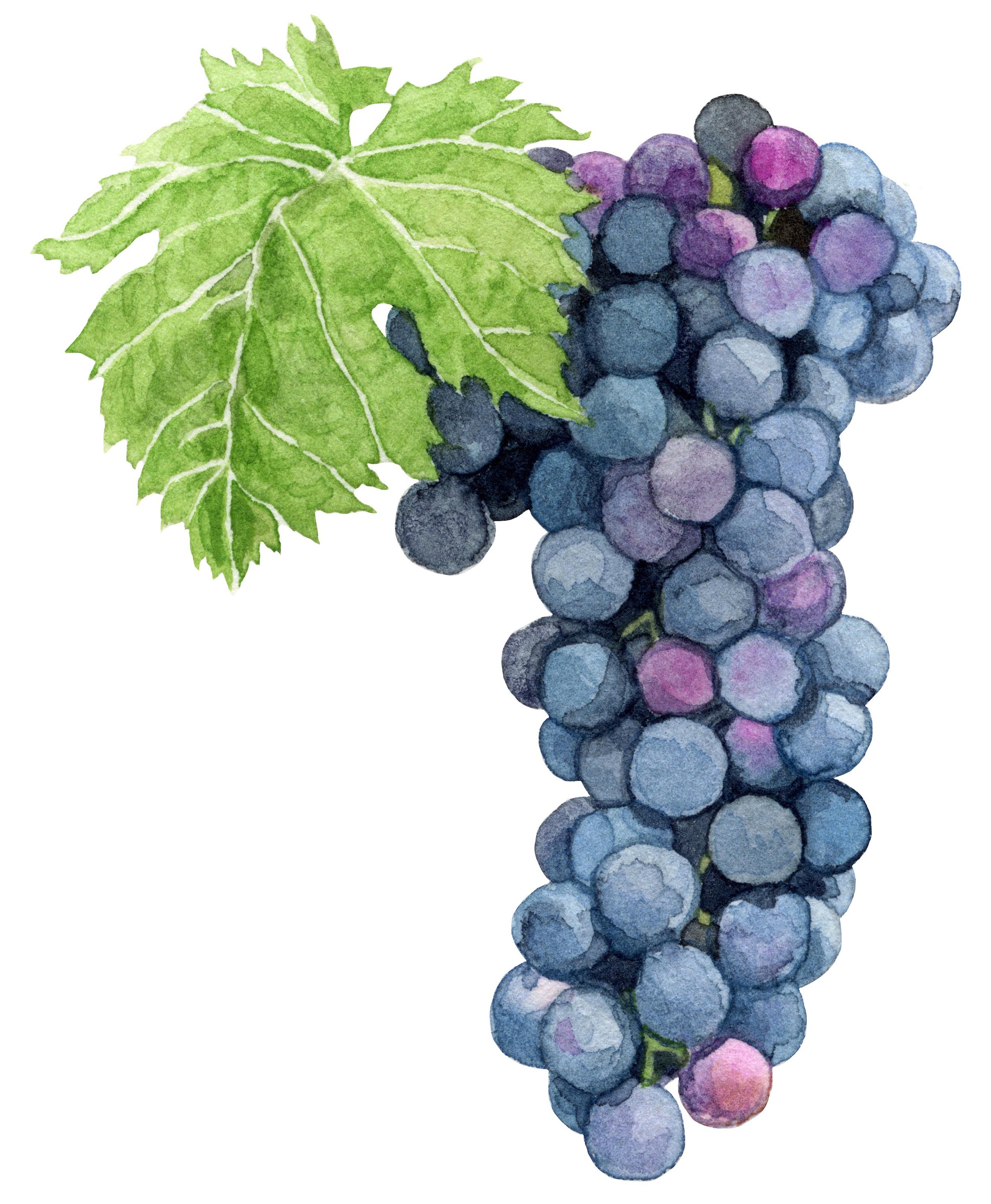 10-red-wine-grapes-web.jpg