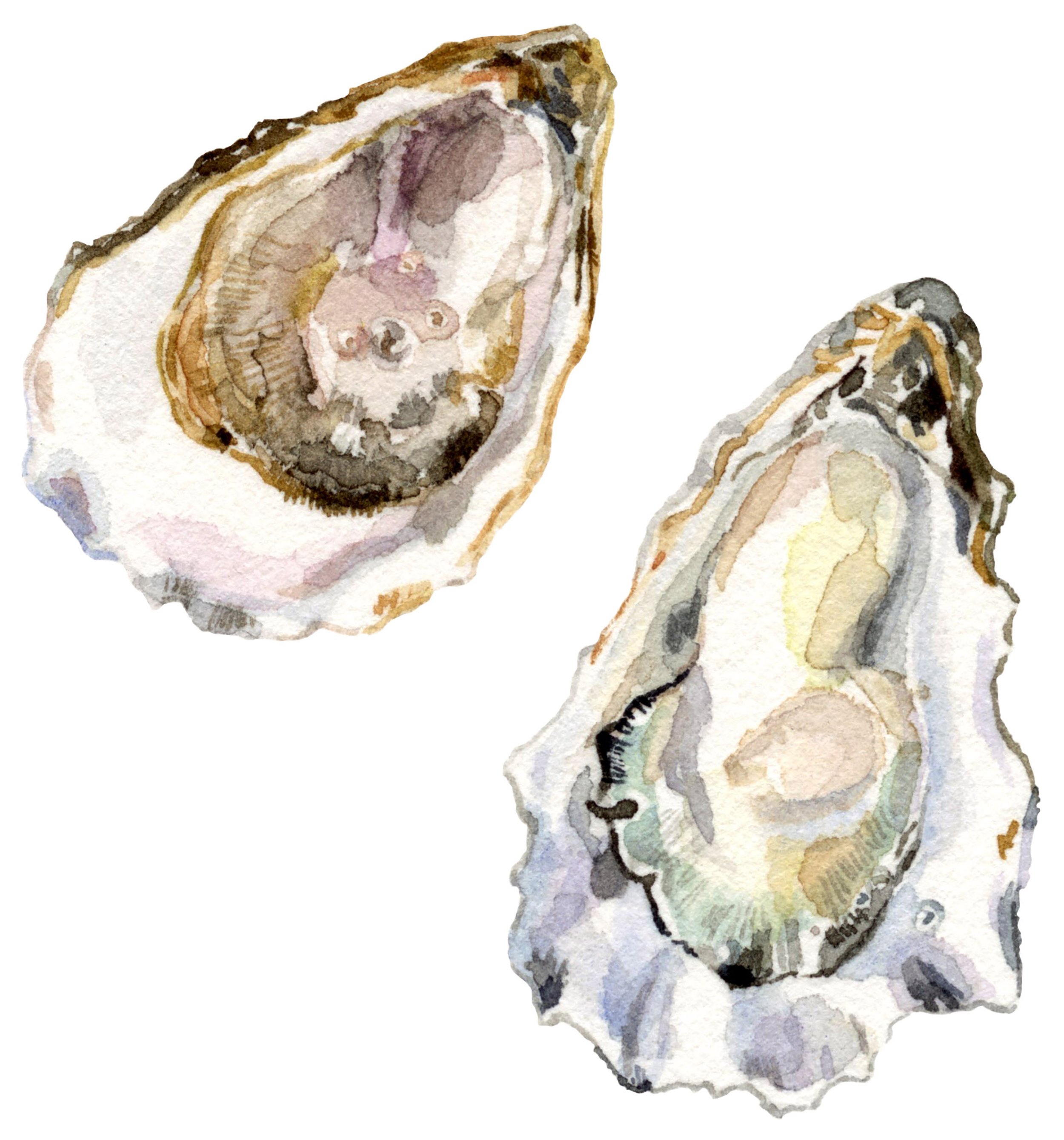 oysters-web.jpg