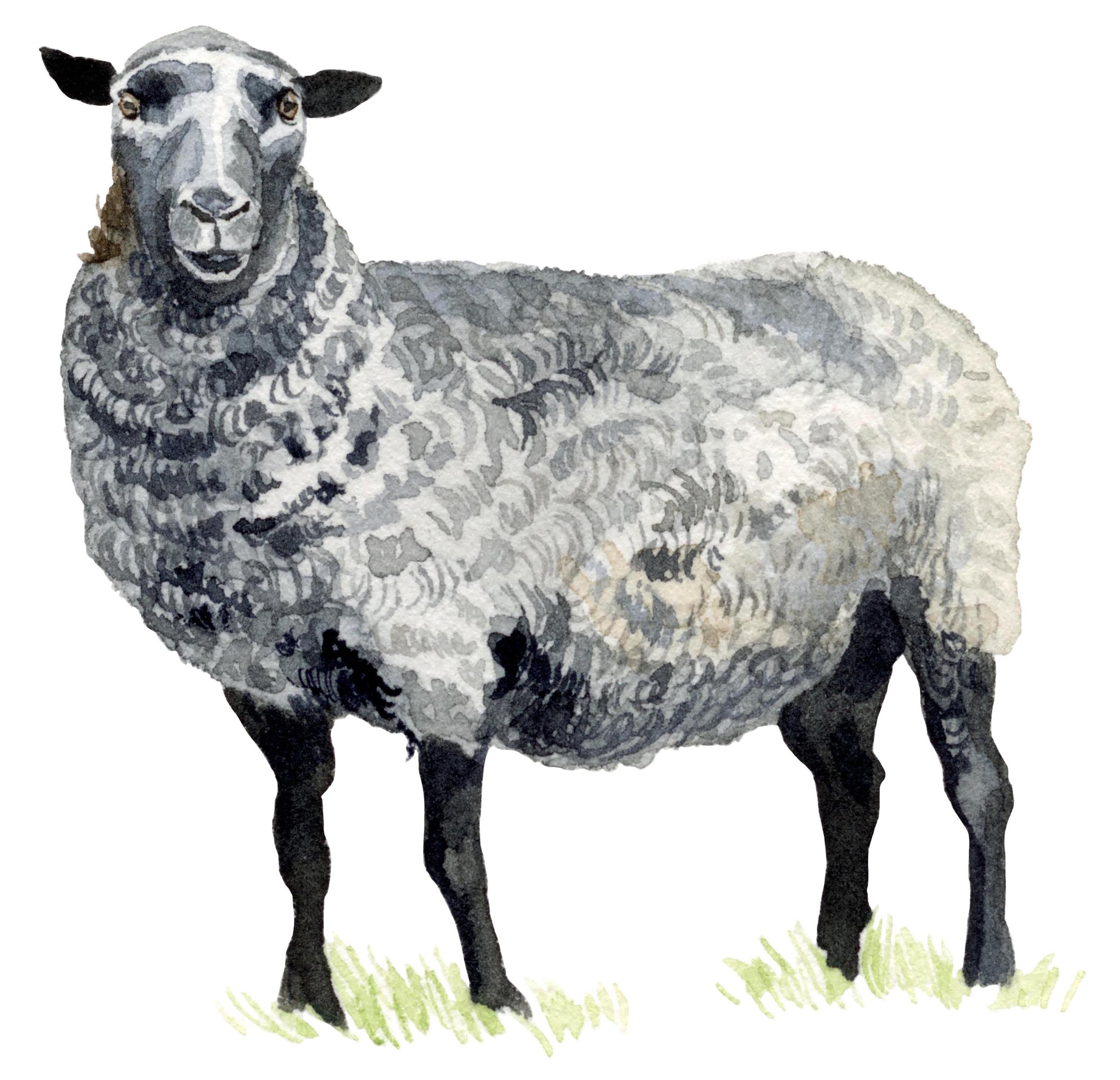 7 gotland-sheep-web.jpg