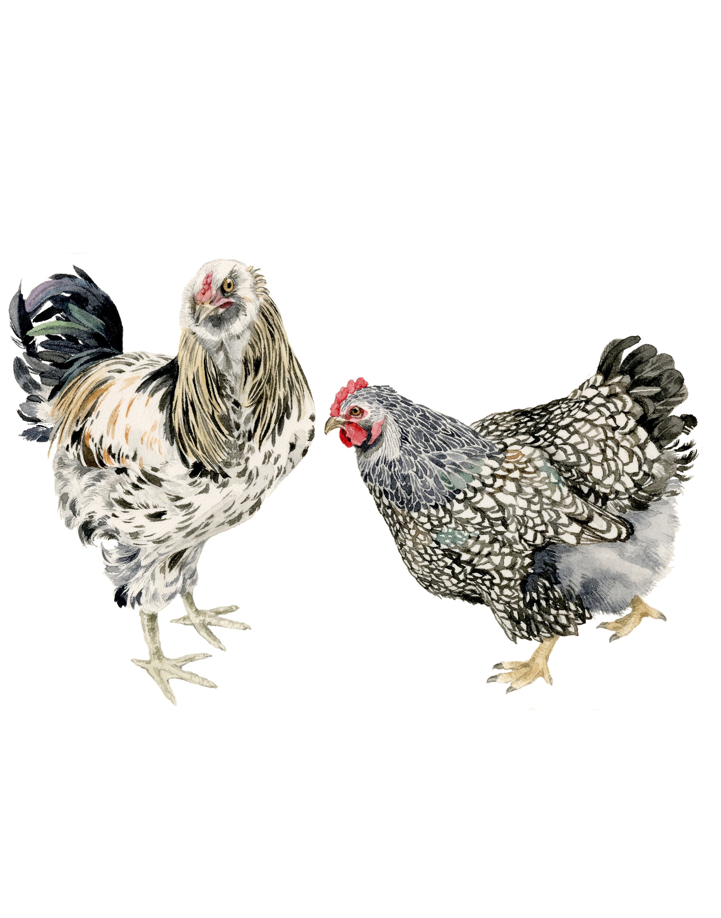 MM-wyandotte-rooster-web.jpg