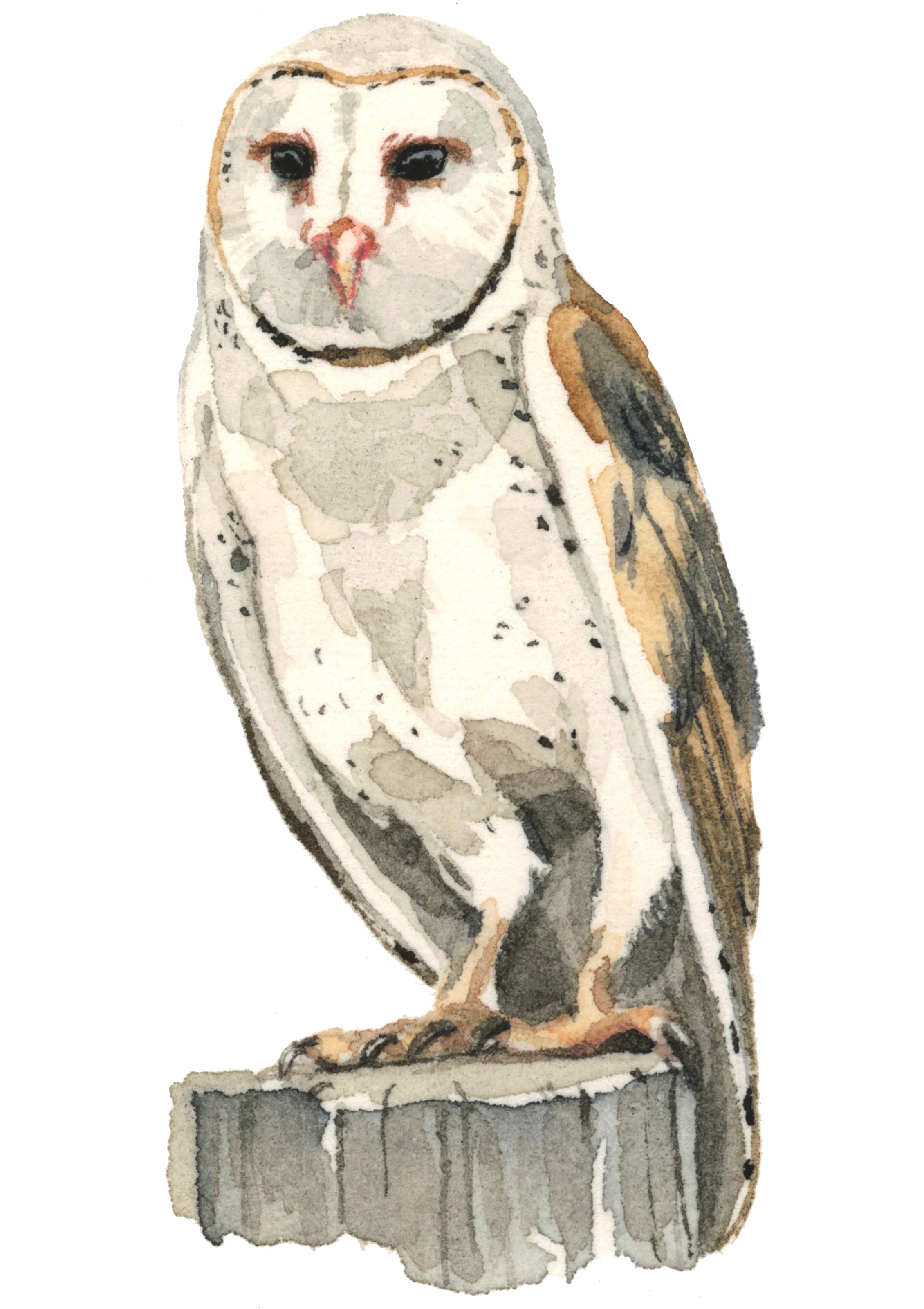 1-barn-owl-web.jpg