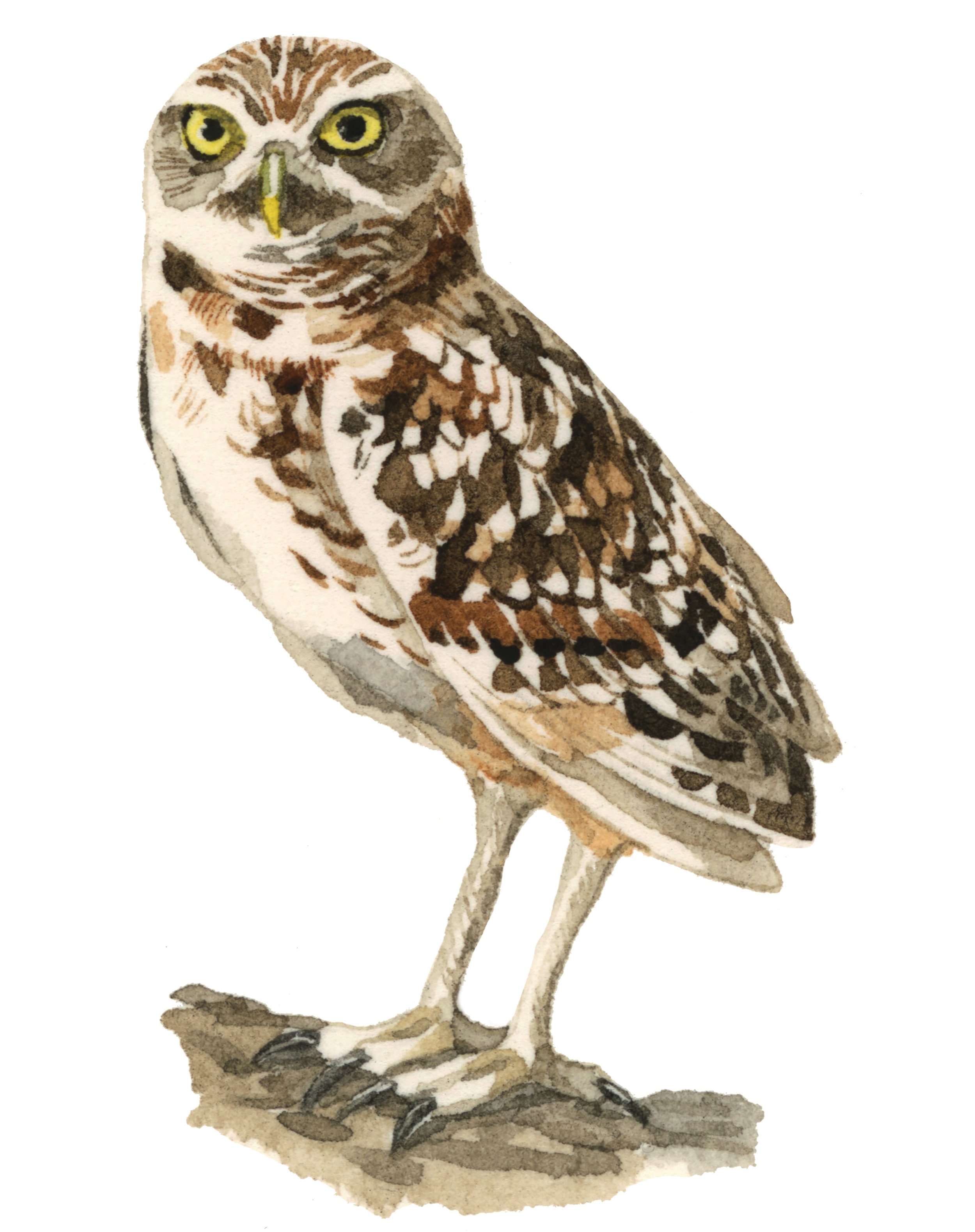 4-burrowing-owl-web.jpg