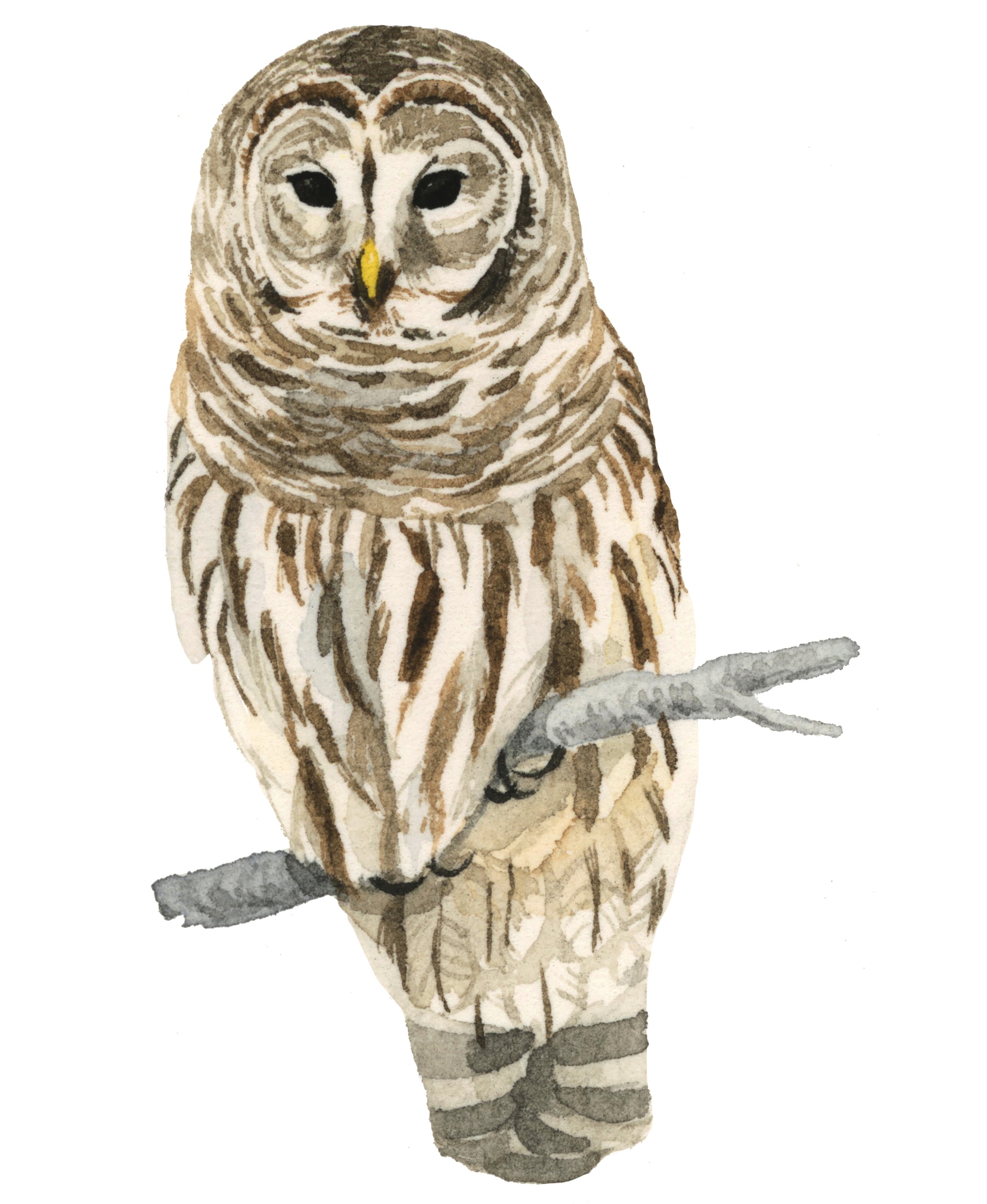 5-barred-owl-web.jpg