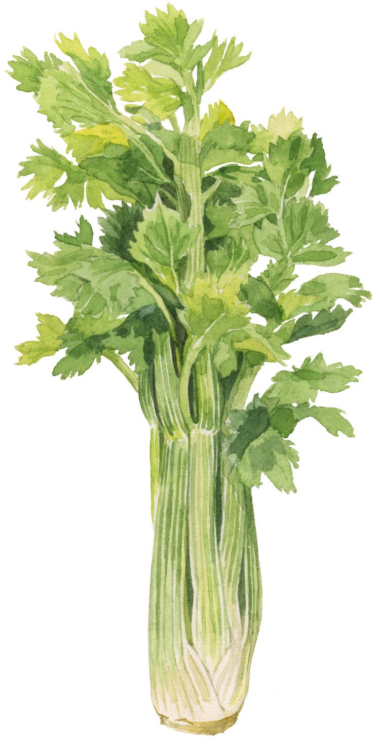 11-celery-web.jpg