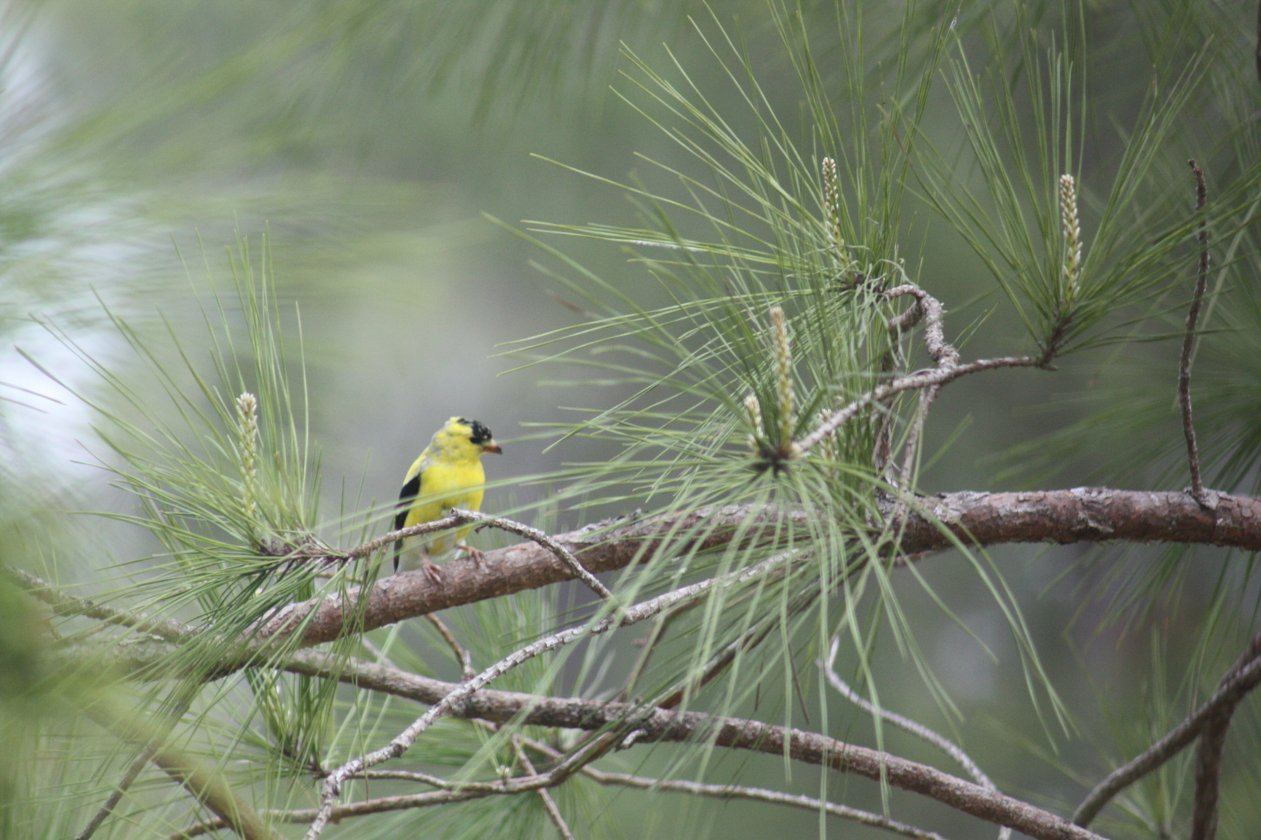 American Goldfinch