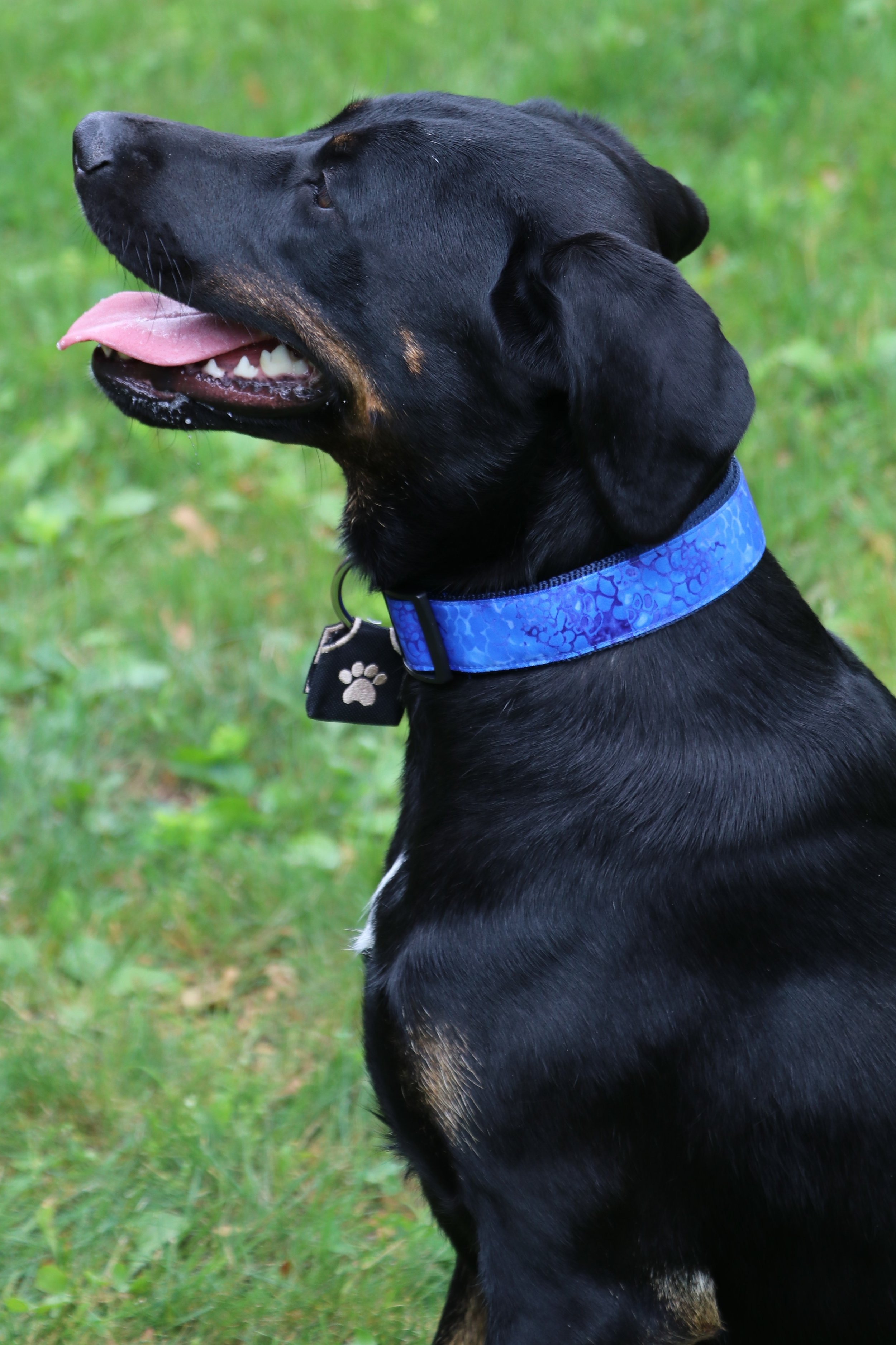 dogtaggs dog tracker