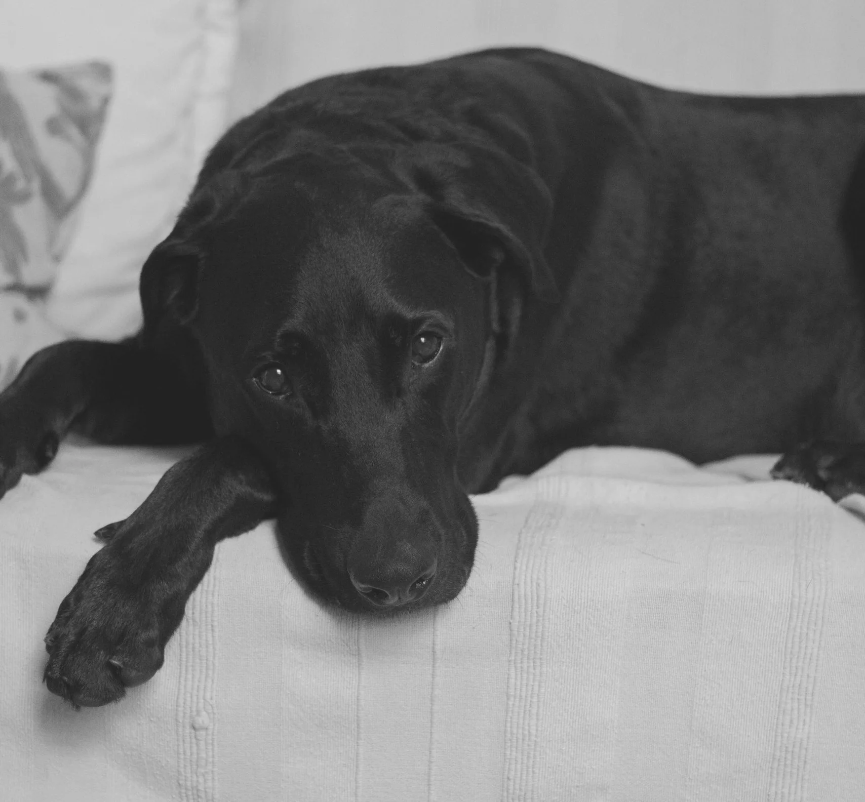 blacklab_1017.jpg