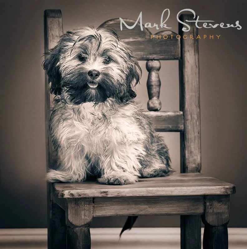 Smoochie MaxFund Poster Dog.jpg