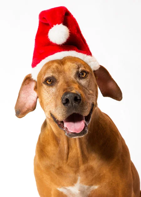 Rodesian Ridgeback Portrait