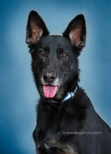 Tofu the German Shepherd mix
