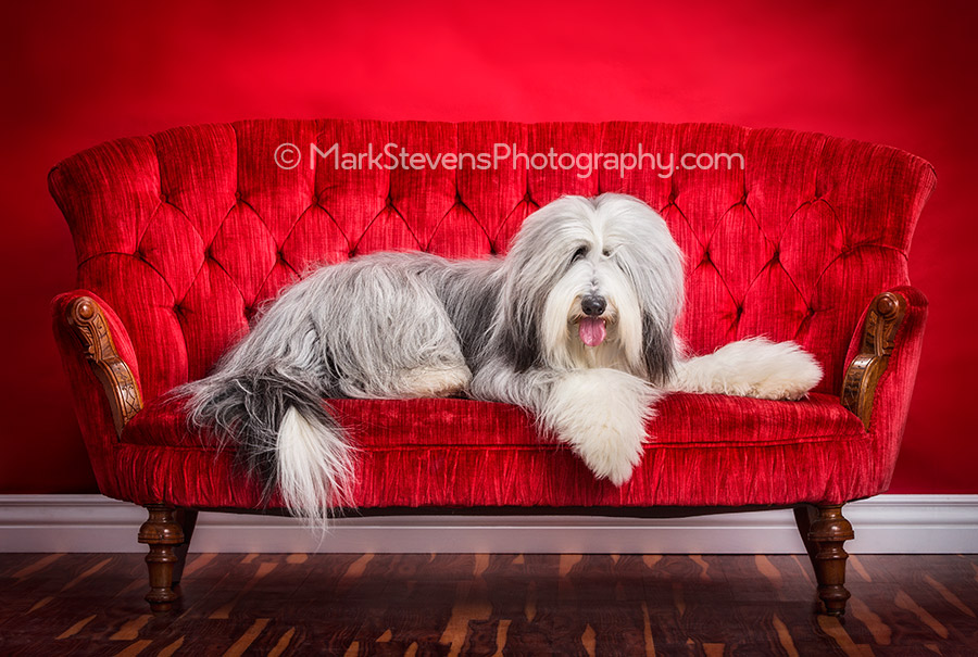 Toby the Bearded Collie