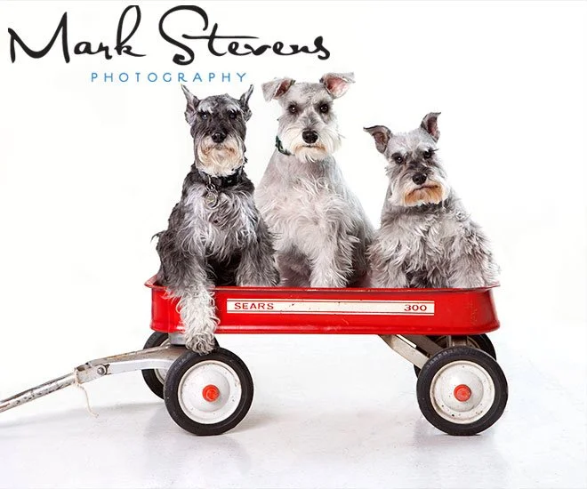 Denver Pet Photography