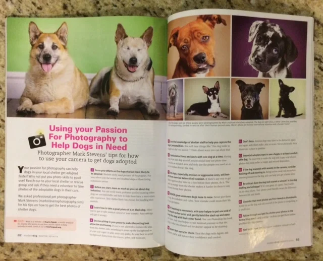Modern_dog_photography_feature.jpg