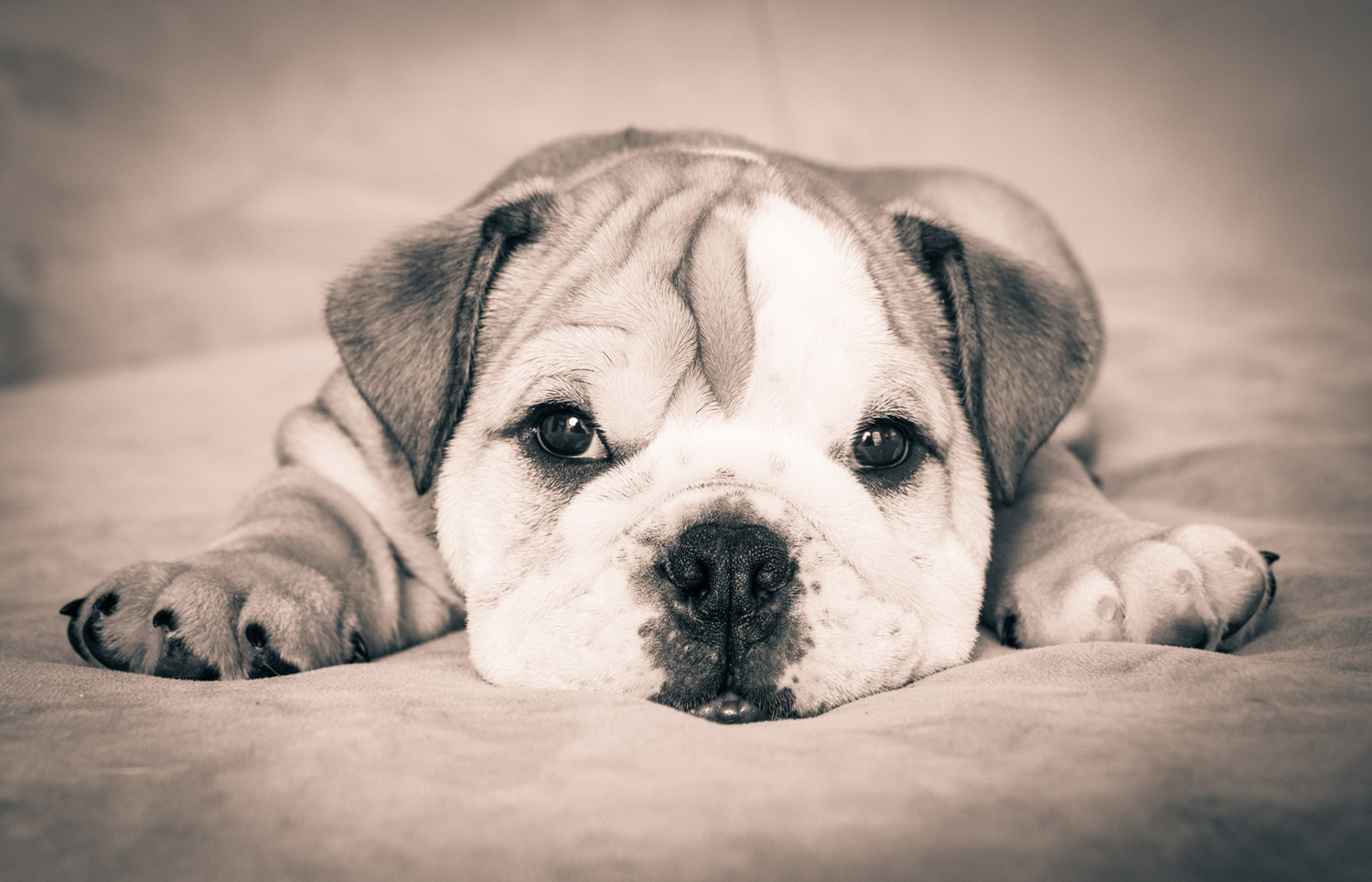 bulldog-puppy-photographer.jpg