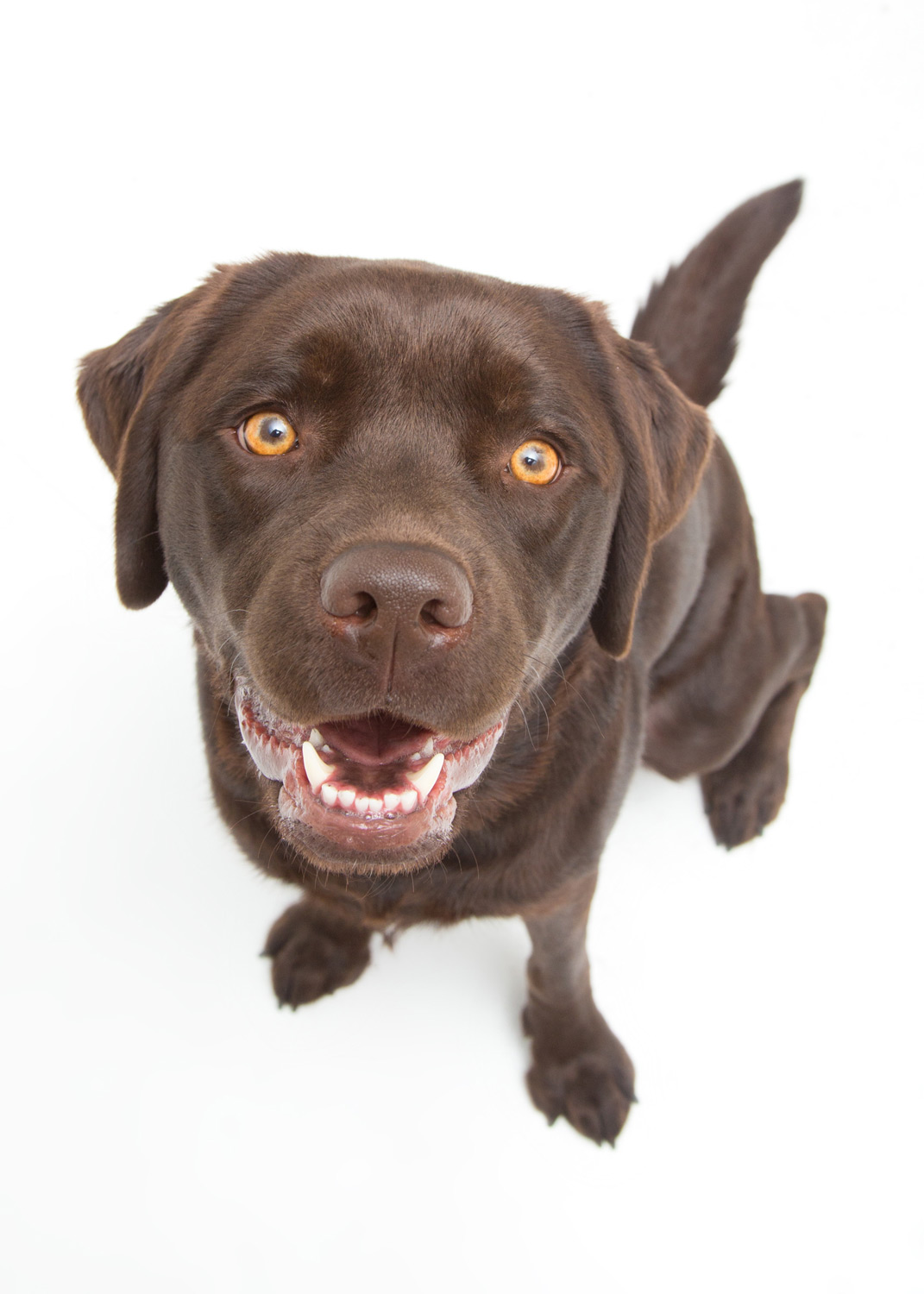 chocolate-lab-labrador-dog-portrait.jpg