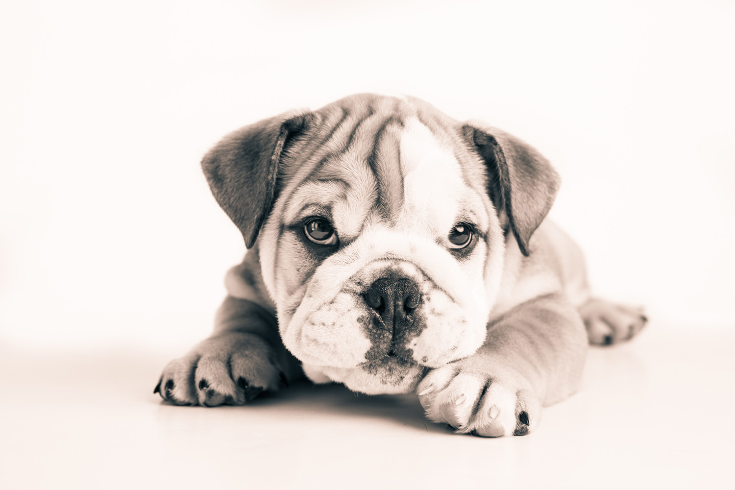cute-puppy-artwork.jpg