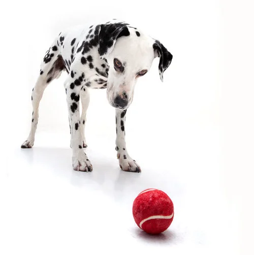 dalmation-dog-red-ball-photography-denver