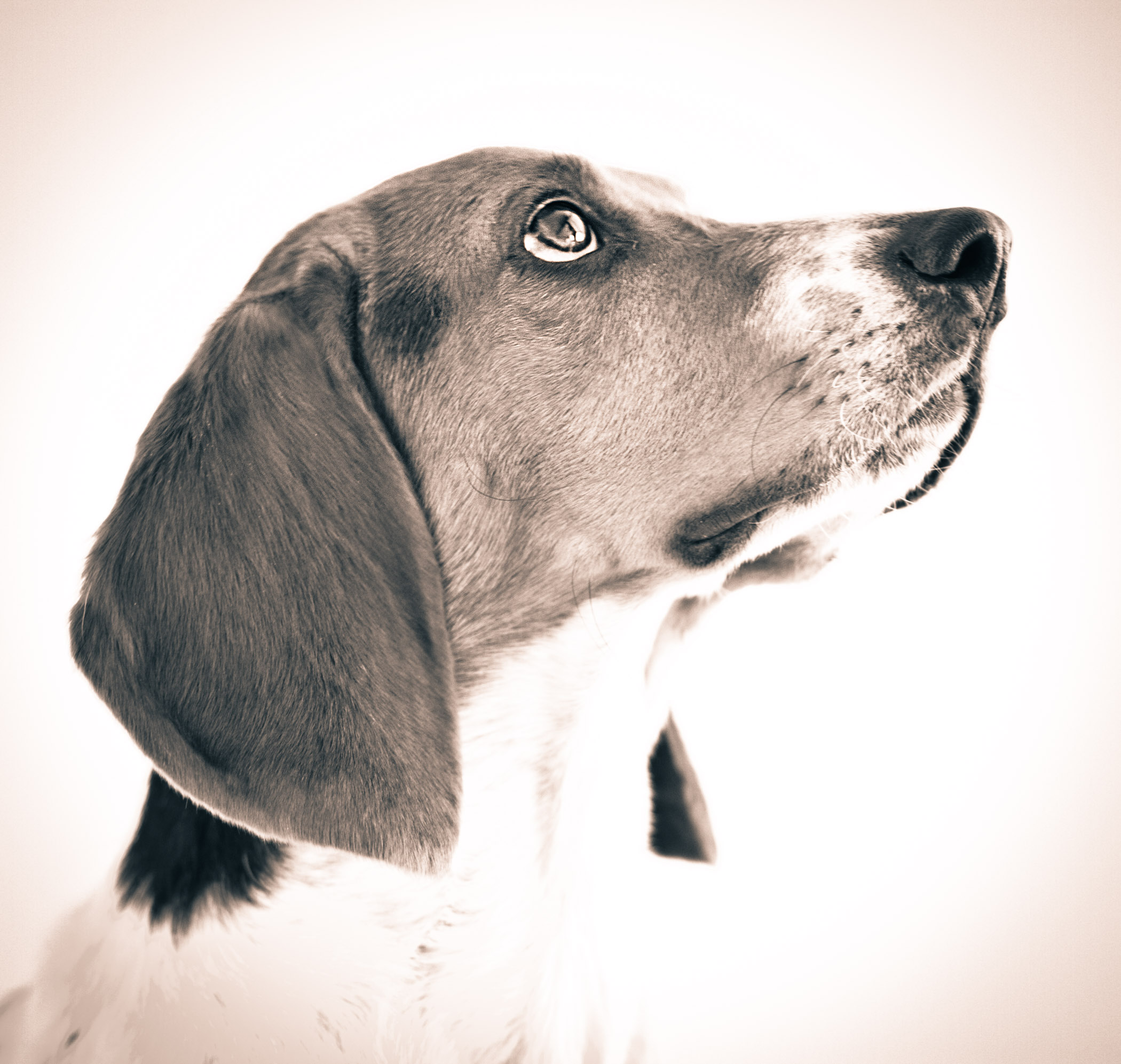 Your furry friend, often your first friend