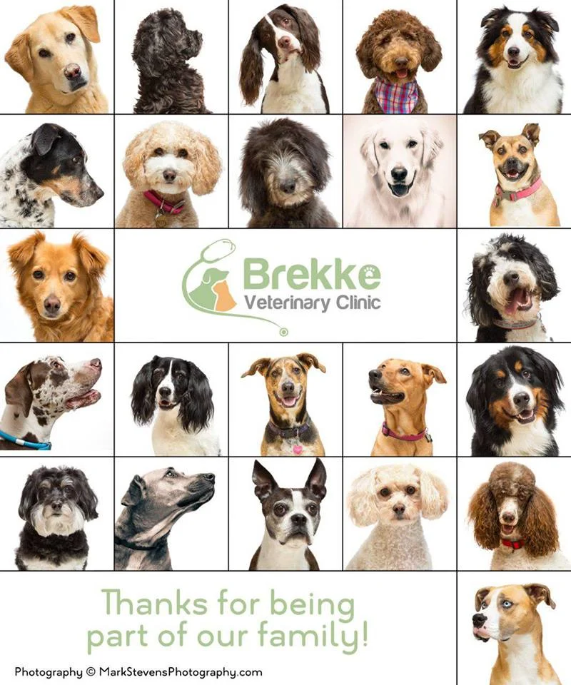 brekke dog portraits castle pines.jpg