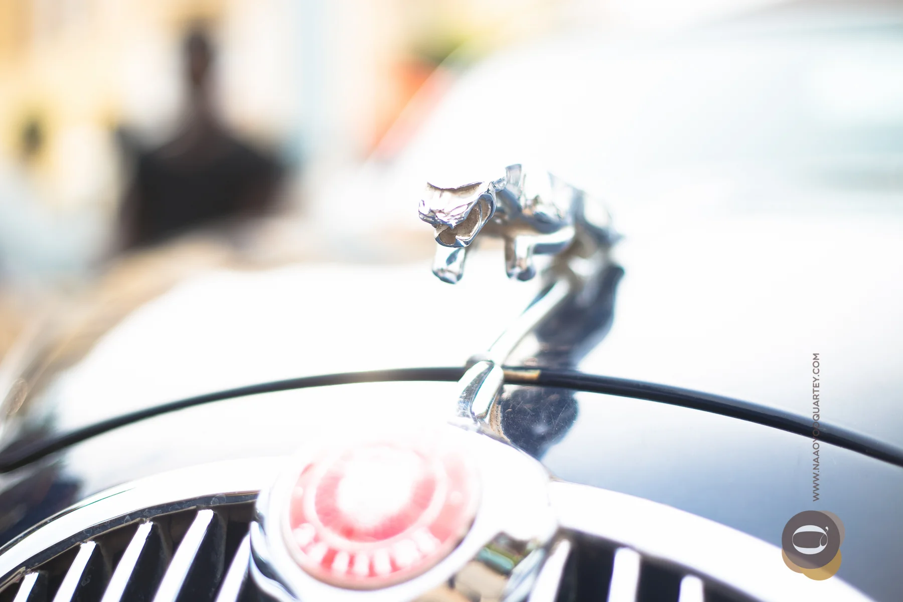 THE JAGUAR&nbsp;