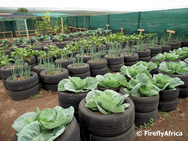 How I Started My Backyard Garden By Using Recycled Car Tyres Naa Oyoo Quartey