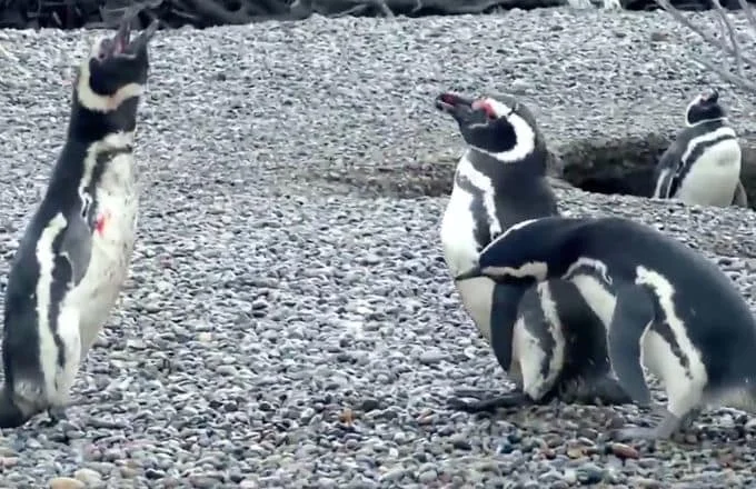 The Internet Explodes About This Epic Battle Between A Husband Who Comes Home To Find His Wife Cheating On Him With Another Penguin