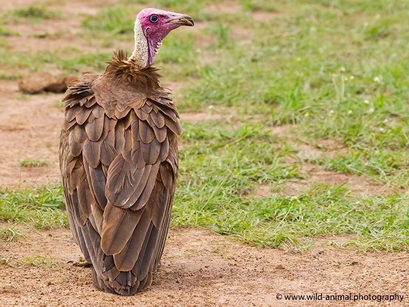 Vultures Are Disappearing From Ghana. Here’s Why You Should Care.