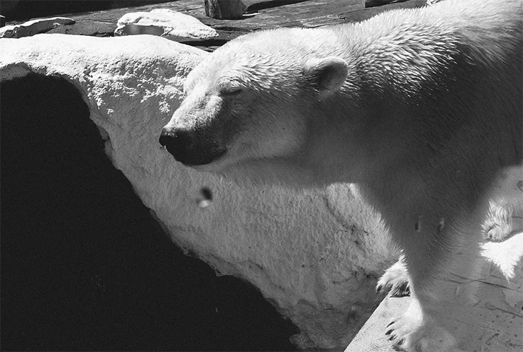 tipengphotography.com-zoo.jpg
