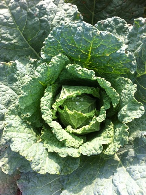 farm slideshow - 39.jpg
