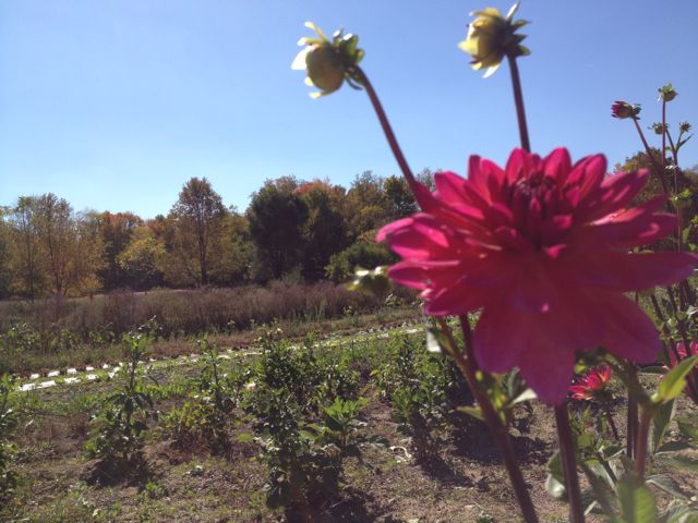 farm slideshow - 52.jpg